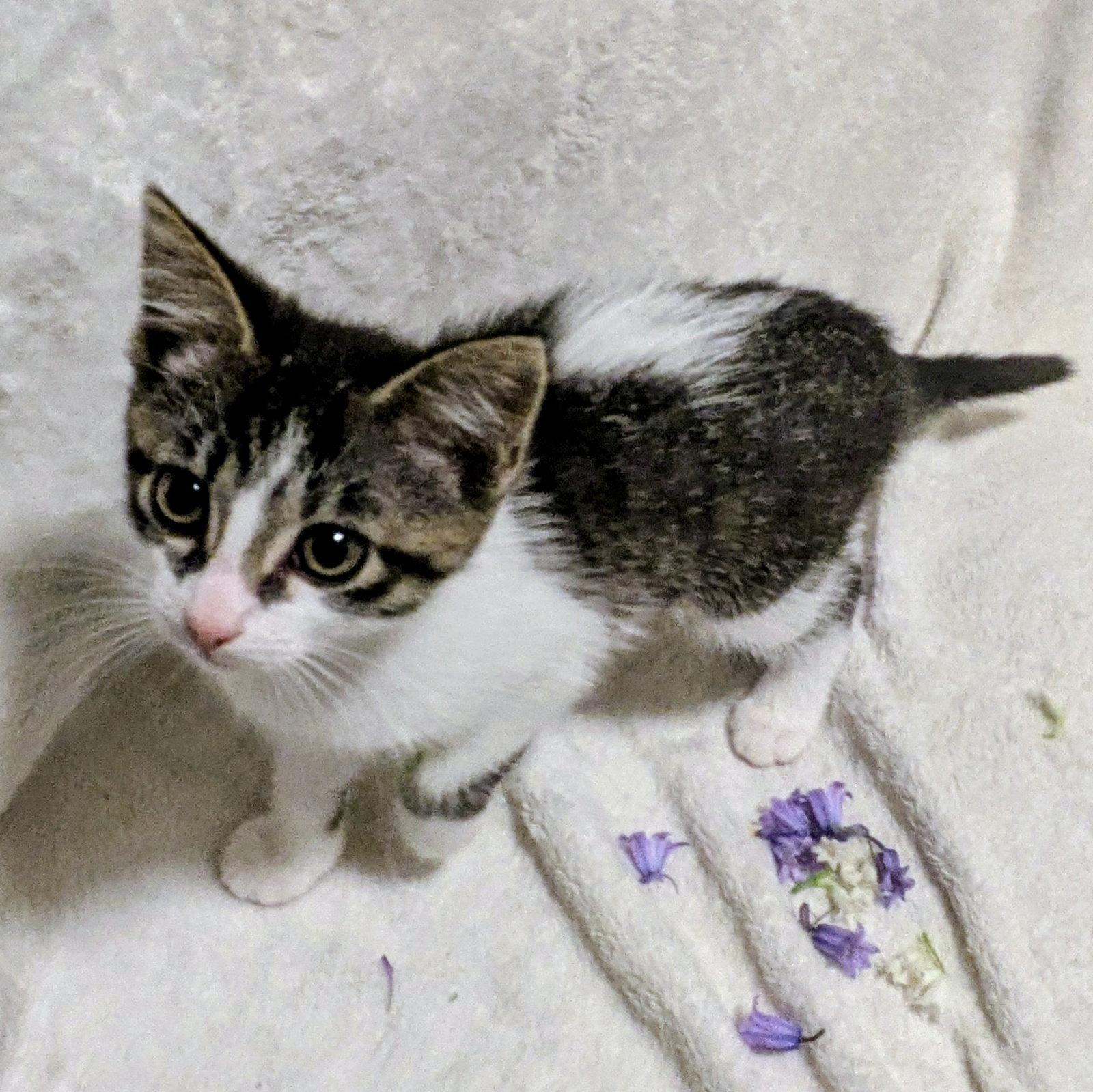 Enlarge Lucky, a Adoptable Domestic Short Hair in Akron, OH image 2/2