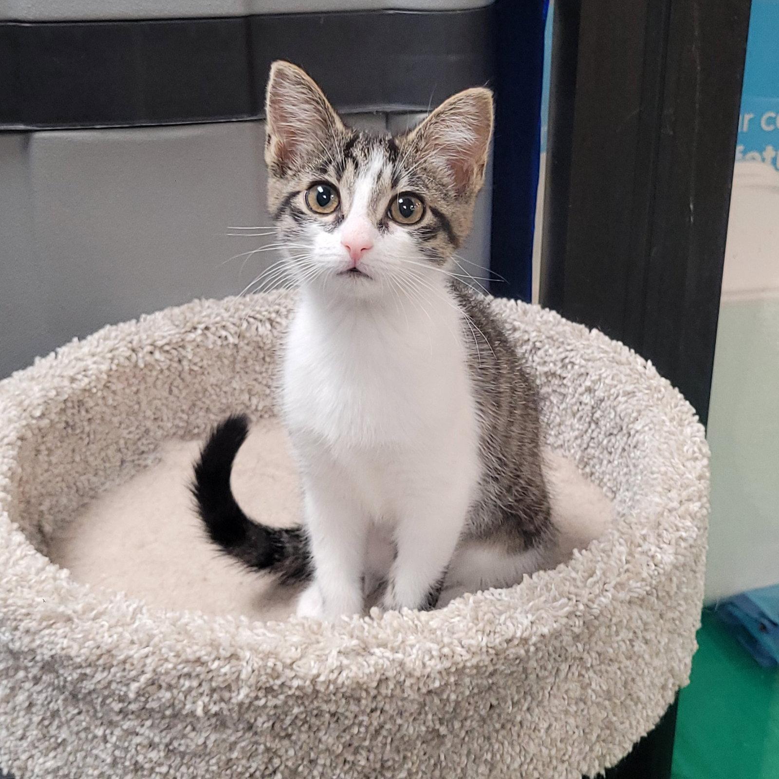 Enlarge Lucky, a Adoptable Domestic Short Hair in Akron, OH image 2/3