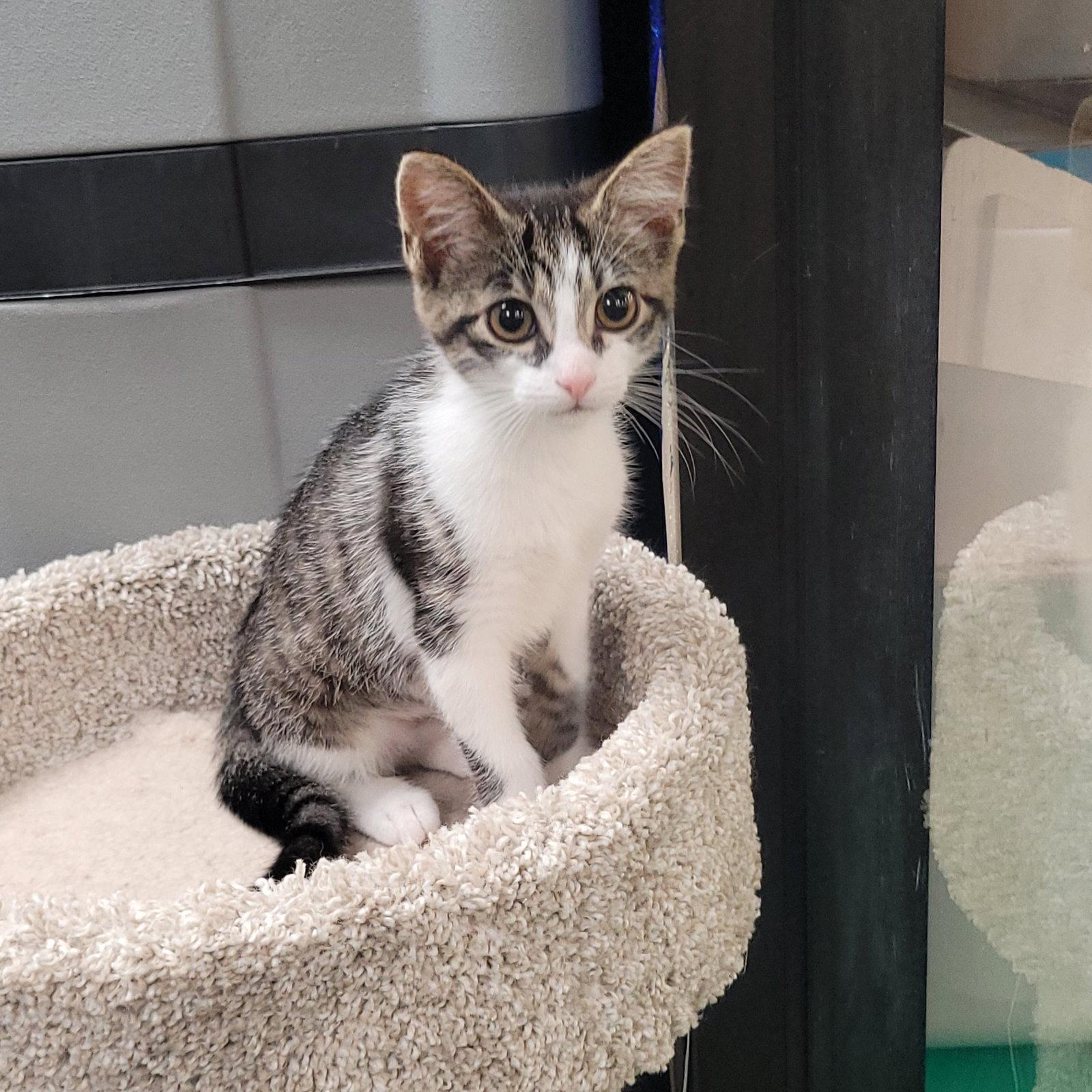 Enlarge Lucky, a Adoptable Domestic Short Hair in Akron, OH image 3/3
