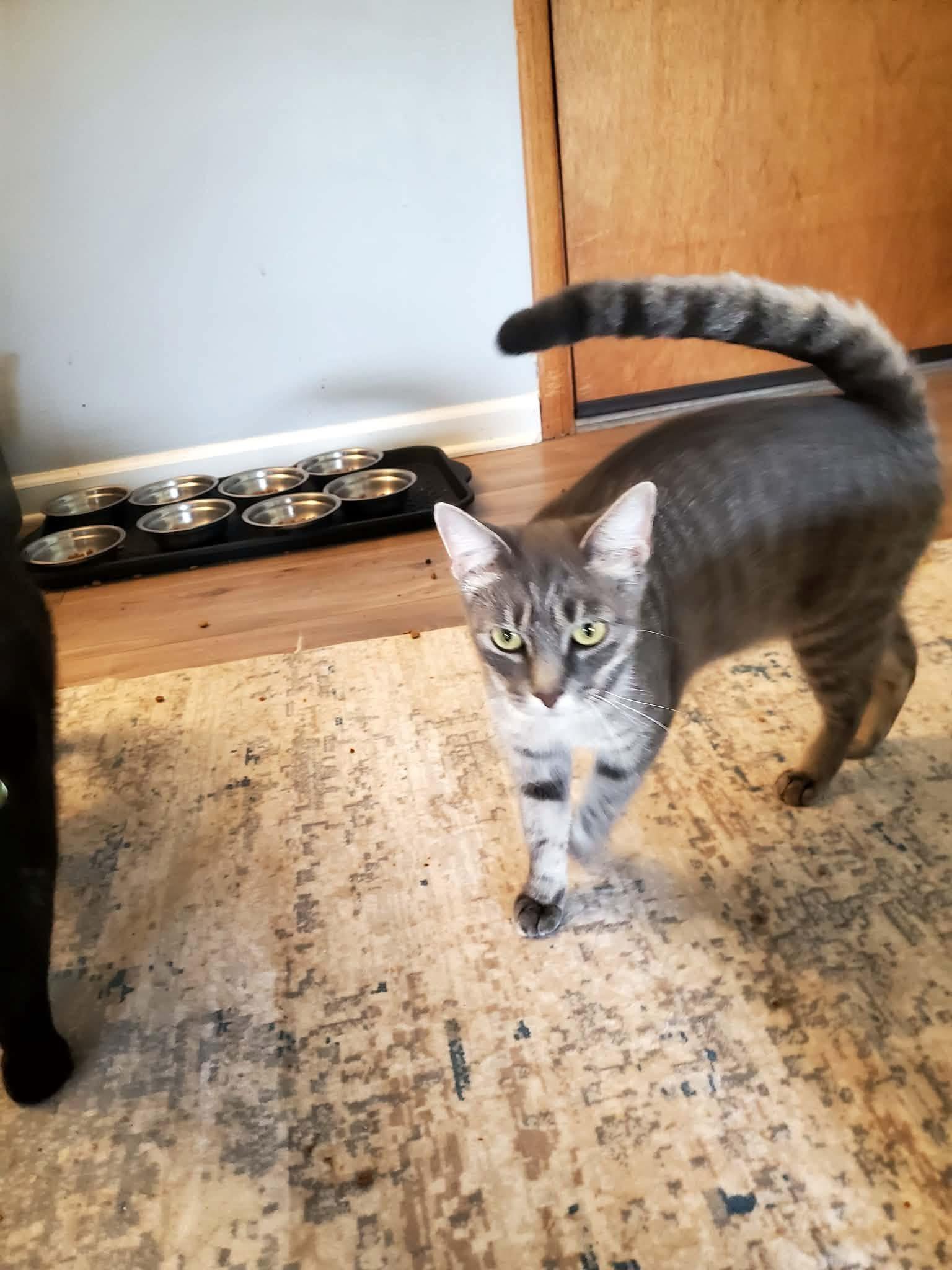 Enlarge Prissy, a Adoptable Tabby in Manhattan, KS image 3/3