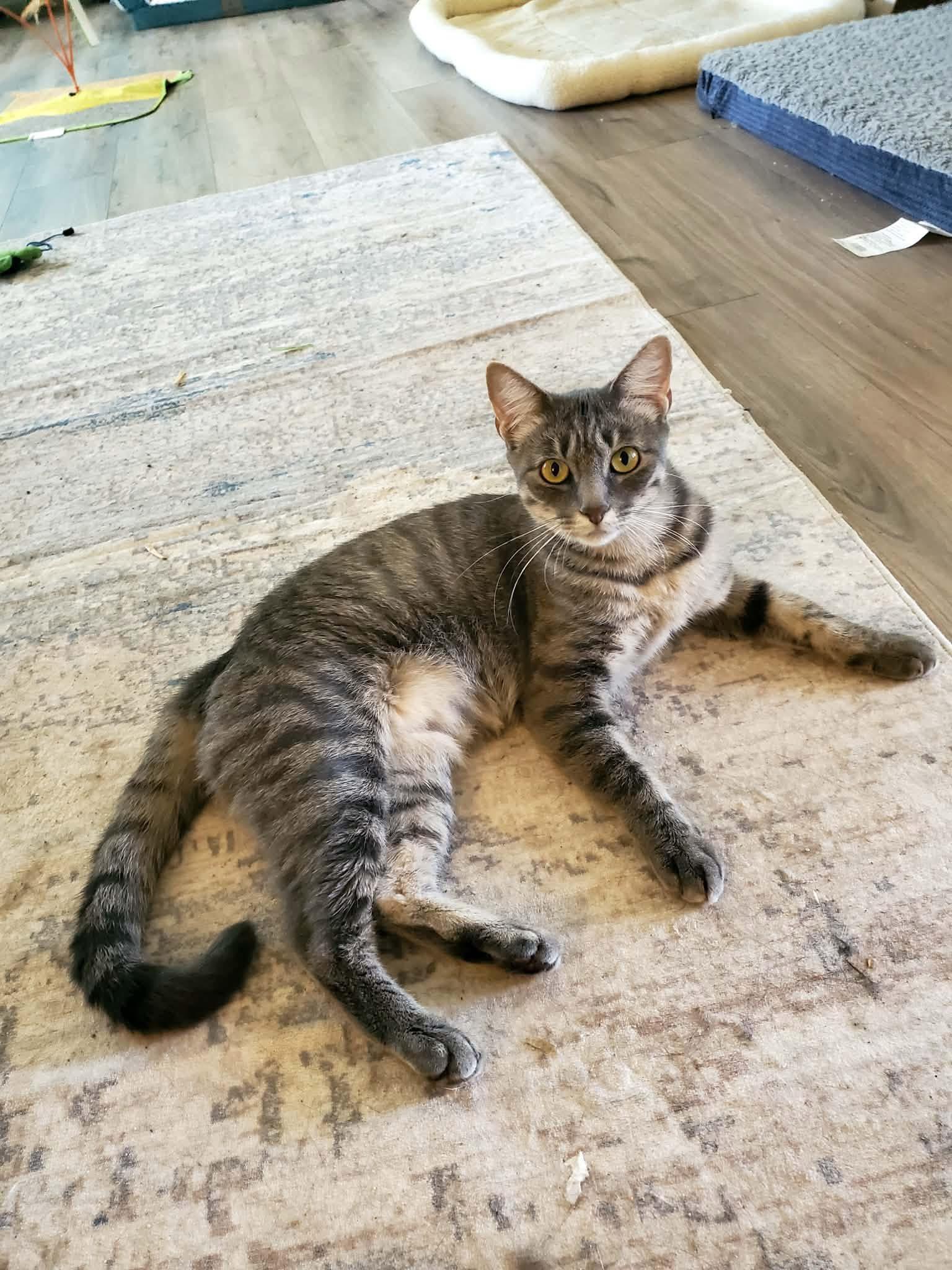 Prissy, Adoptable, Young Female Tabby.