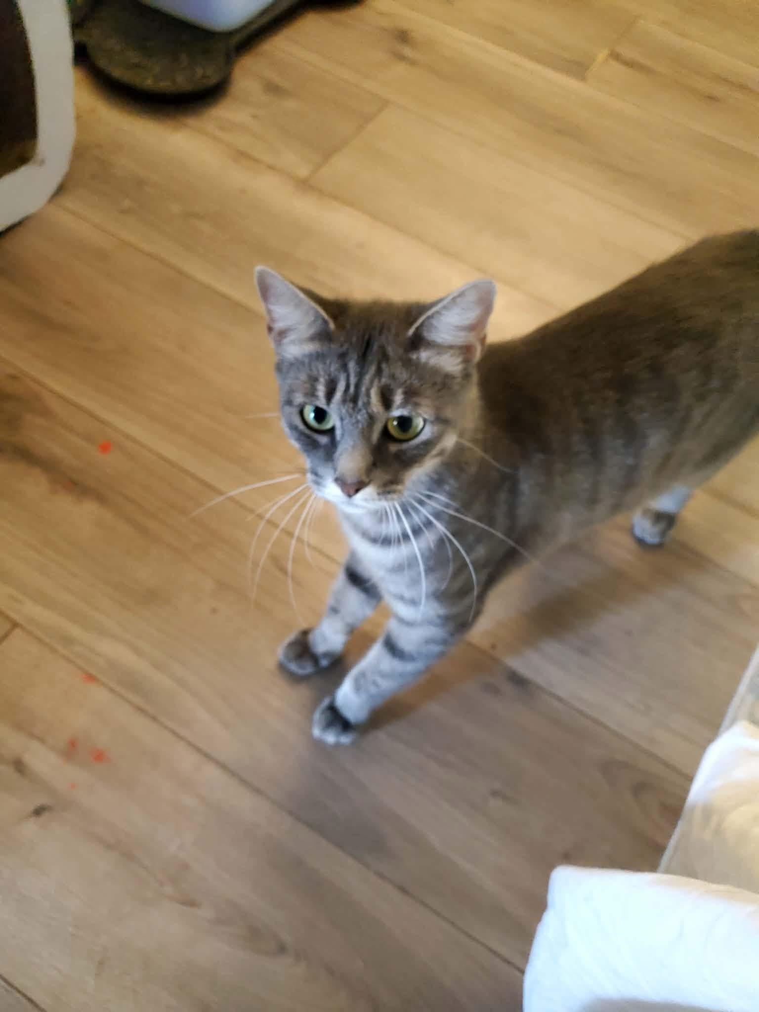 Enlarge Prissy, a Adoptable Tabby in Manhattan, KS image 2/3