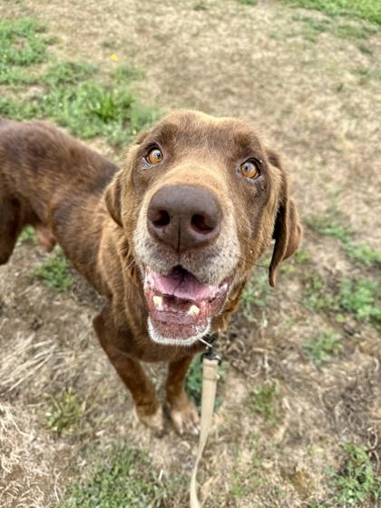 Smokey, Adoptable, Senior Male Chocolate Labrador Retriever.
