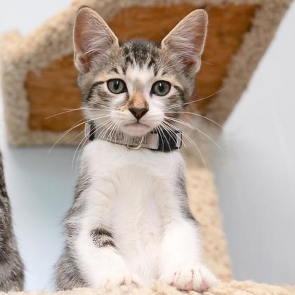 Enlarge Squidward, a Adoptable Domestic Short Hair in Dahlonega, GA image 1/3