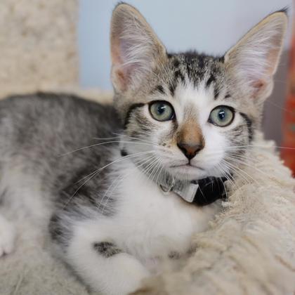 Squidward, Adoptable, Kitten Male Domestic Short Hair & Domestic Short Hair.