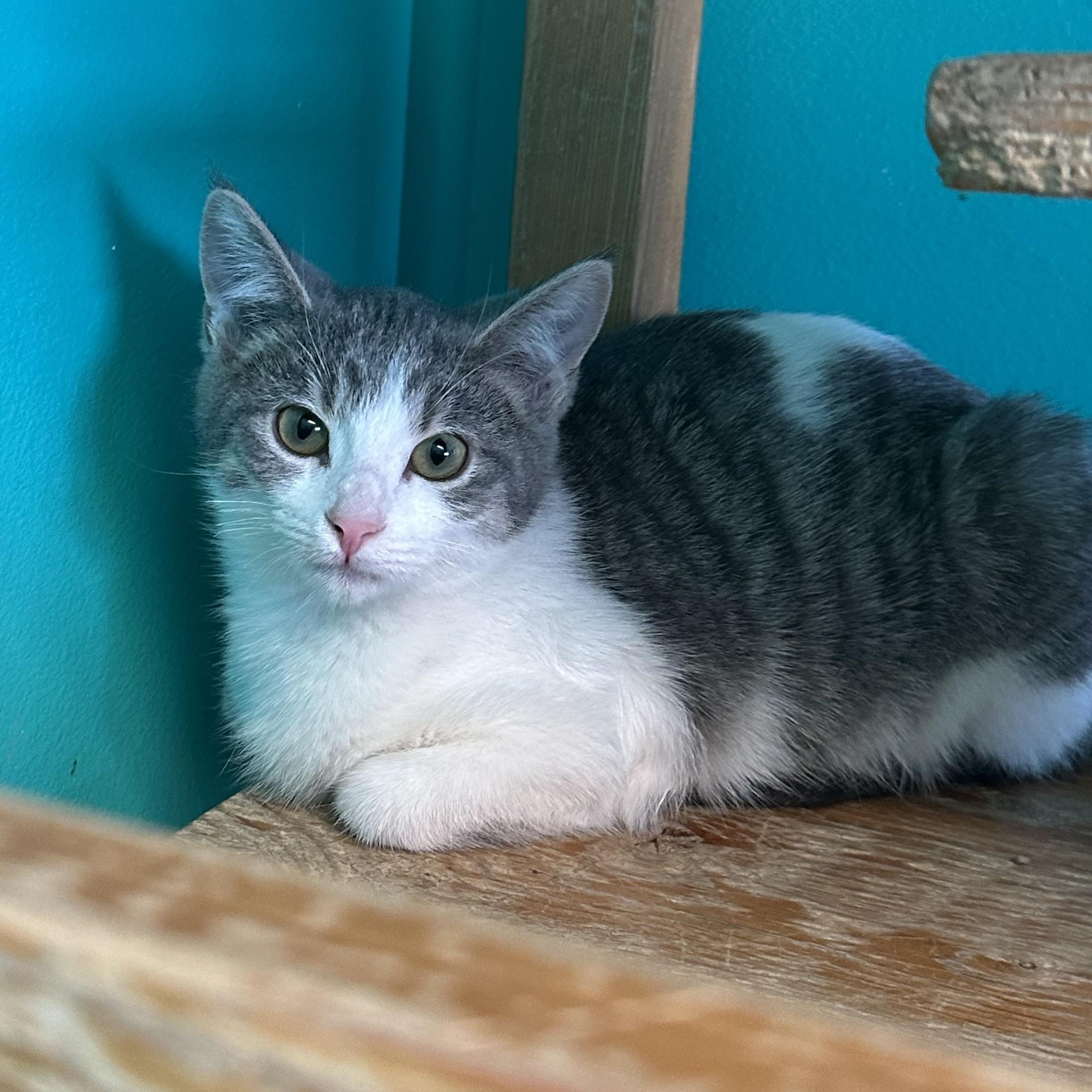 Enlarge Serrano, a ADOPTABLE Domestic Short Hair in Brookings, SD image 1/1