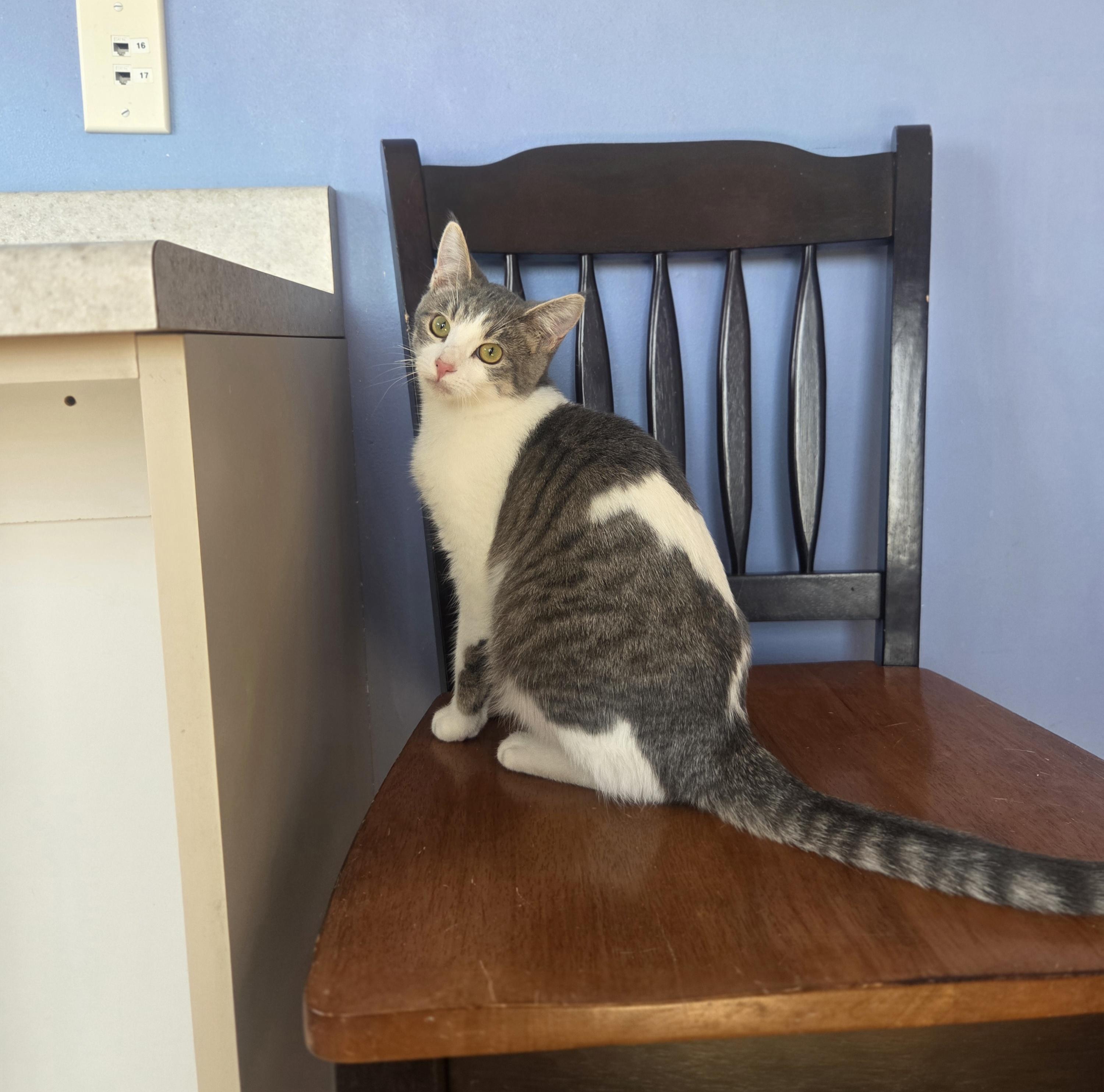 Enlarge Serrano, a ADOPTABLE Domestic Short Hair in Brookings, SD image 1/1