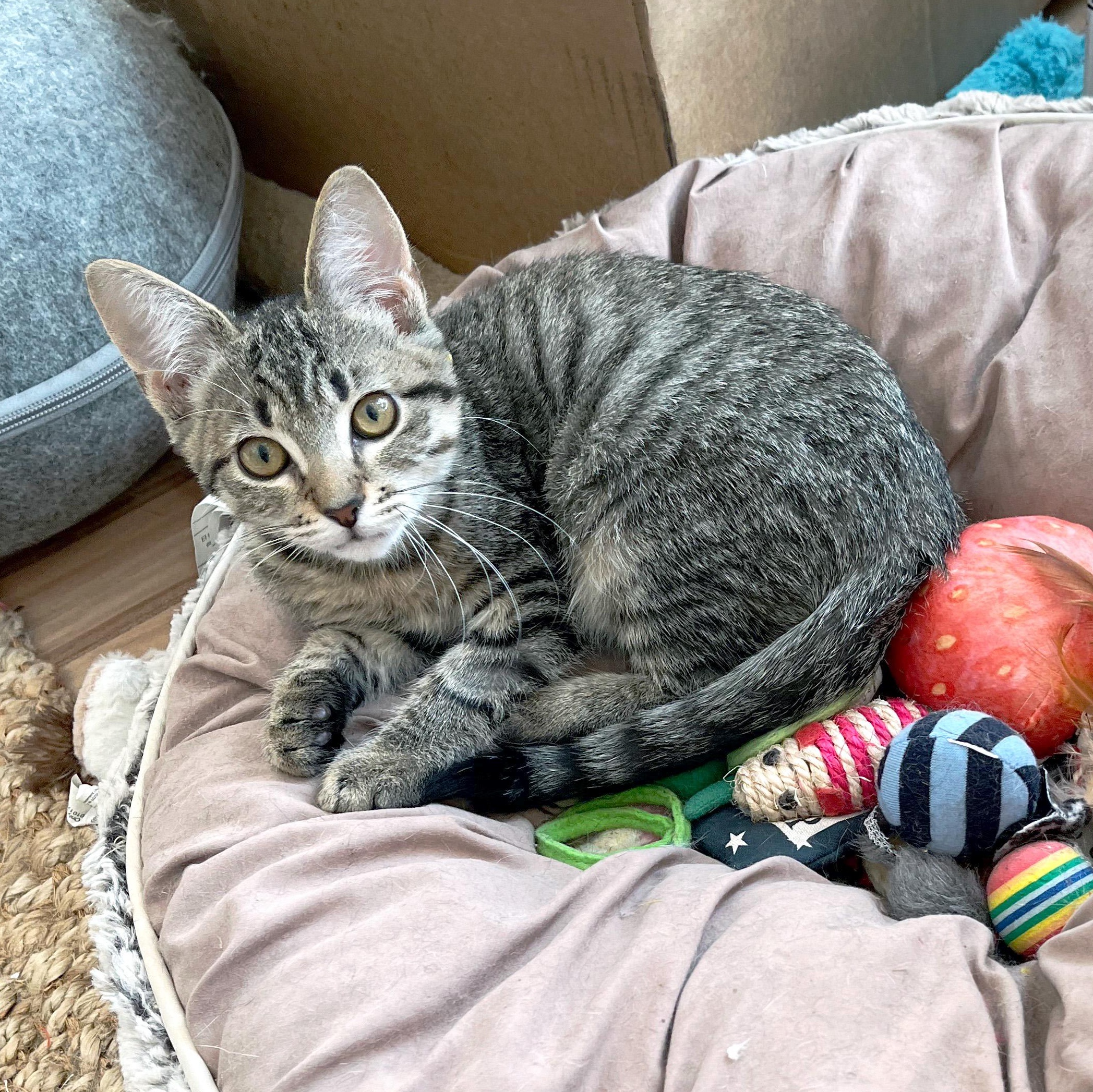 Sweet Roll, ADOPTABLE, Young Female Domestic Short Hair.
