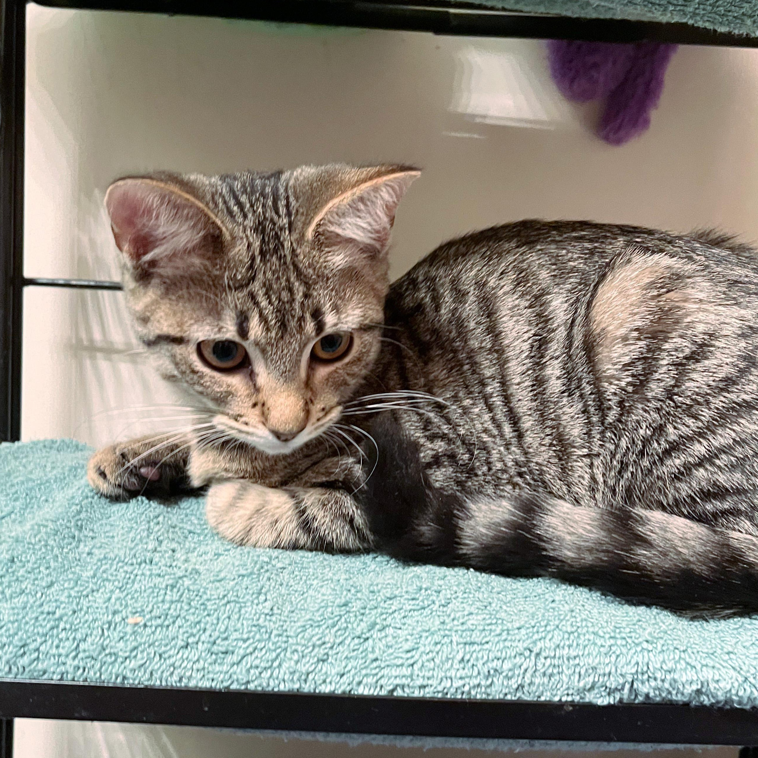 Enlarge Sweet Roll, a ADOPTABLE Domestic Short Hair in Apex, NC image 5/5