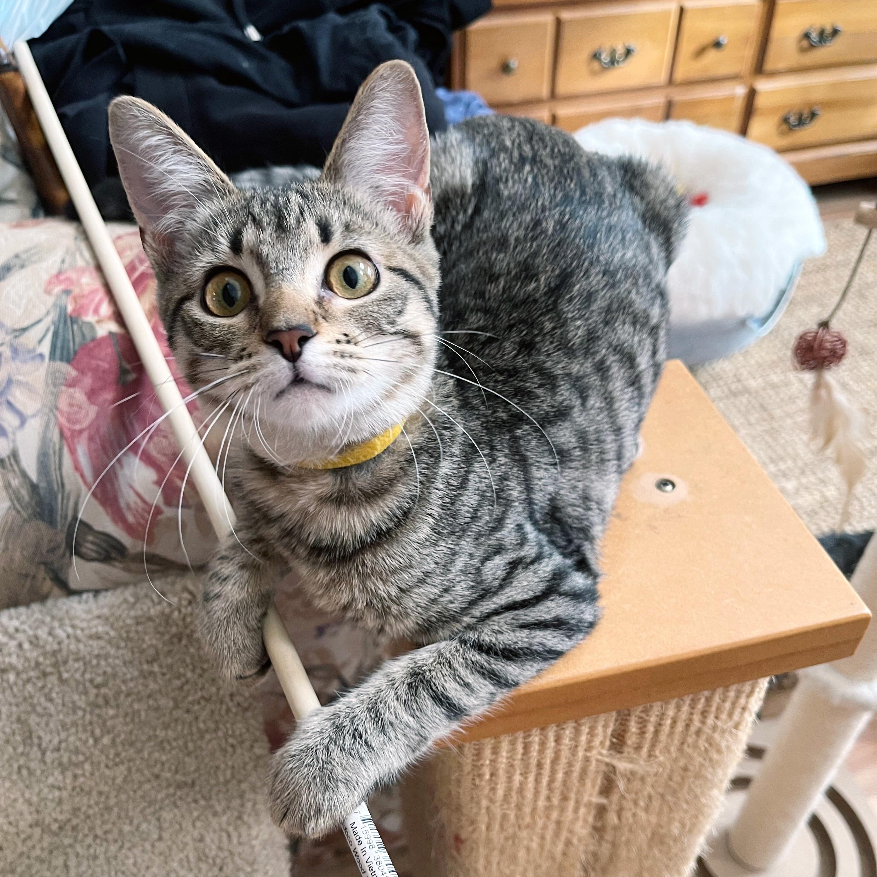 Enlarge Sweet Roll, a ADOPTABLE Domestic Short Hair in Apex, NC image 2/5