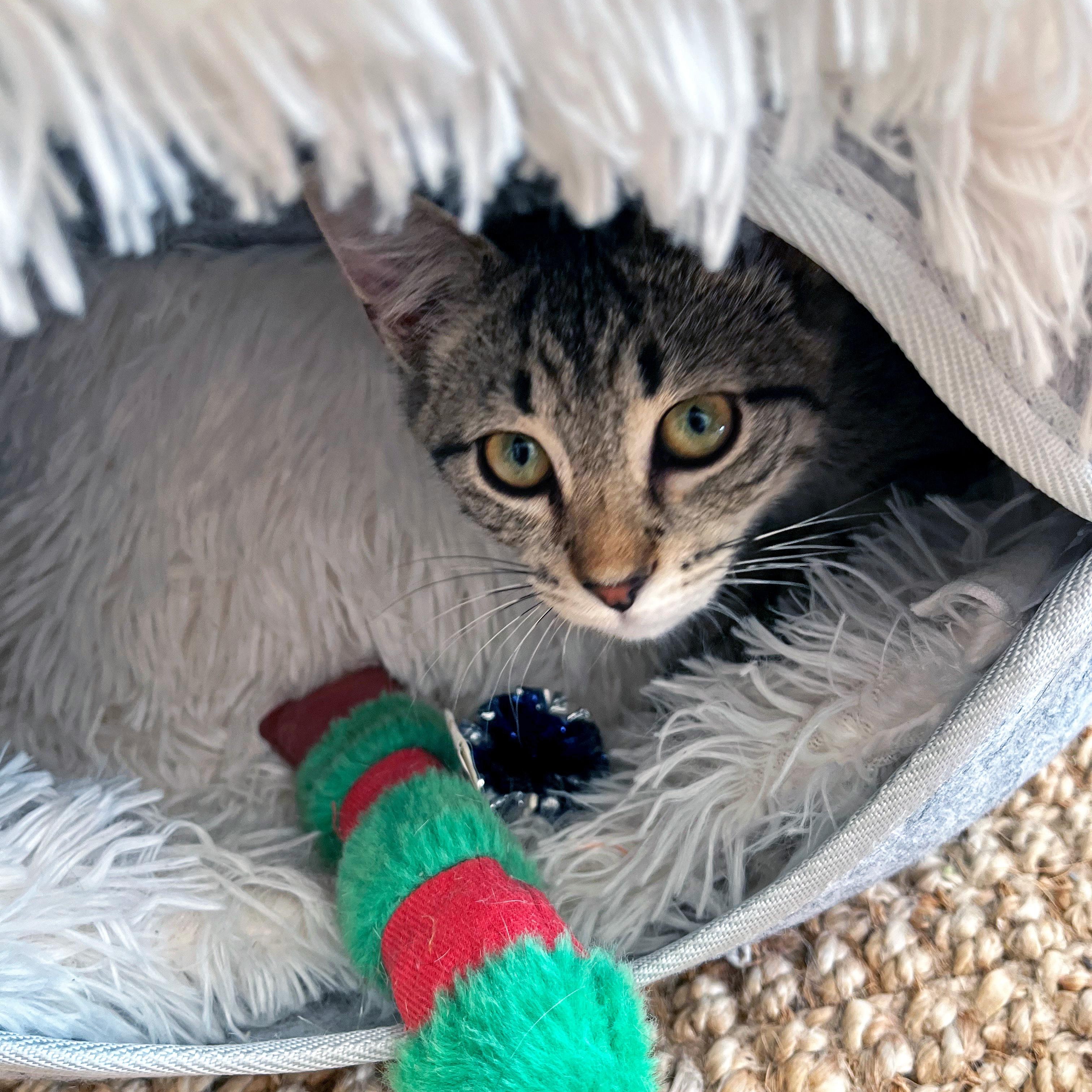 Enlarge Sweet Roll, a ADOPTABLE Domestic Short Hair in Apex, NC image 3/5