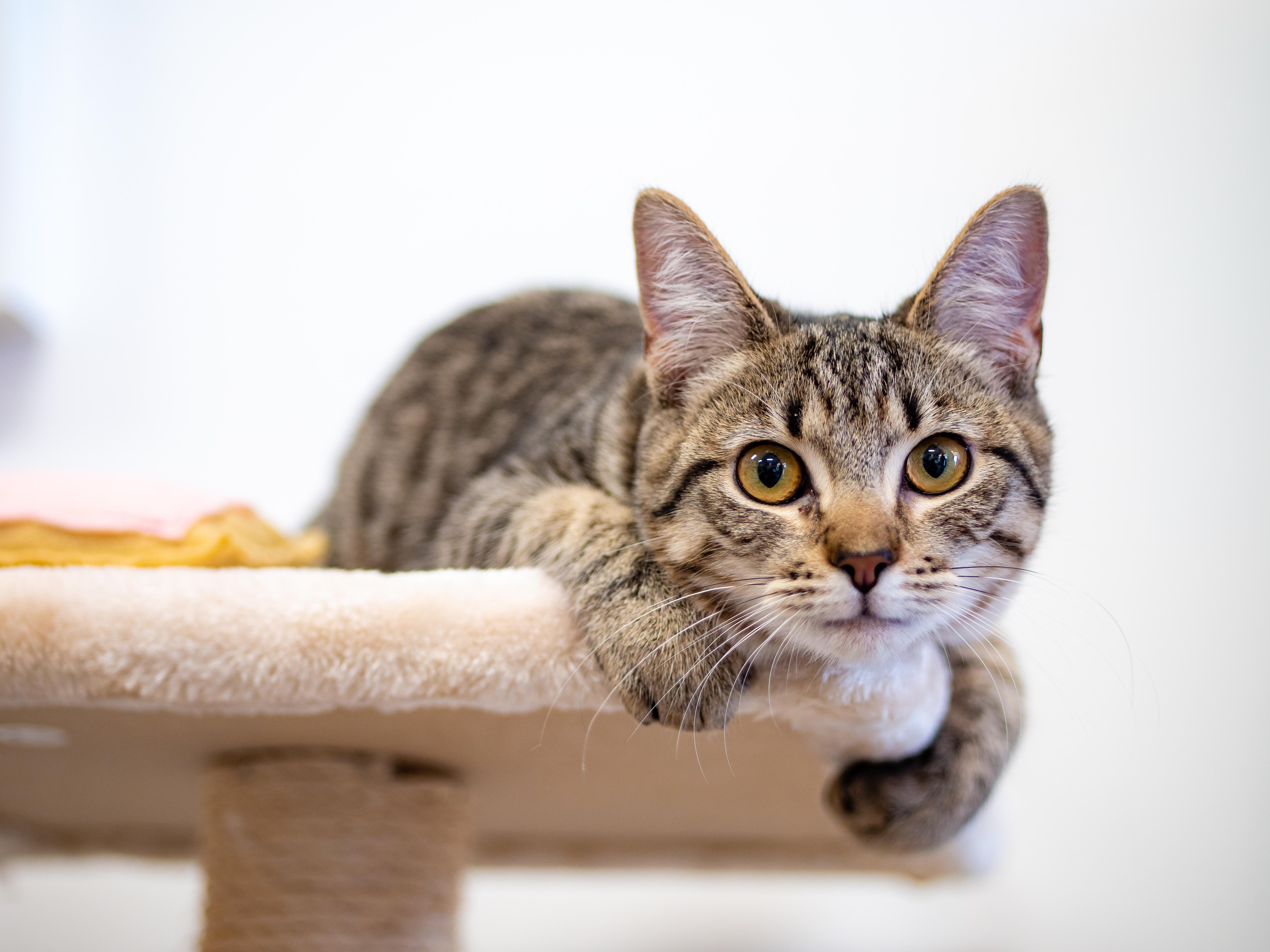 Sweet Roll, ADOPTABLE, Kitten Female Domestic Short Hair.