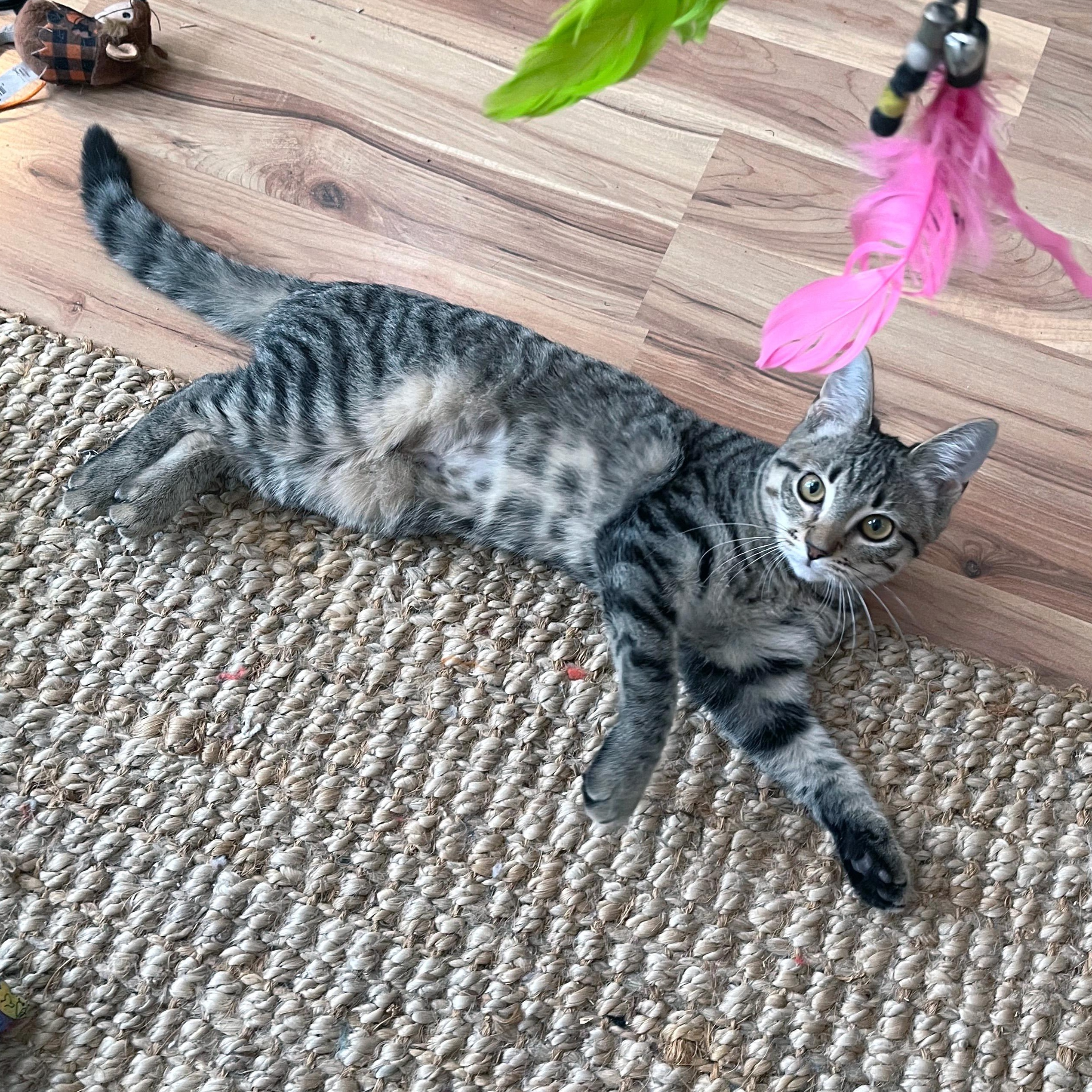 Enlarge Sweet Roll, a ADOPTABLE Domestic Short Hair in Apex, NC image 4/5