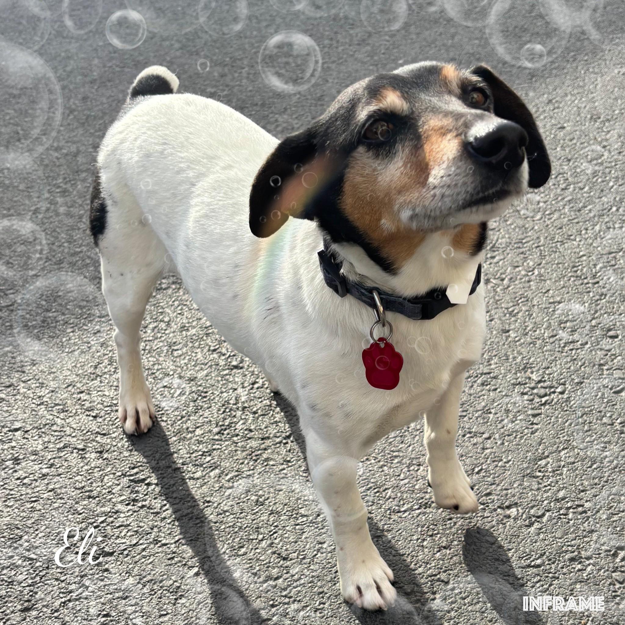 Eli, ADOPTABLE, Adult Male Jack Russell Terrier.