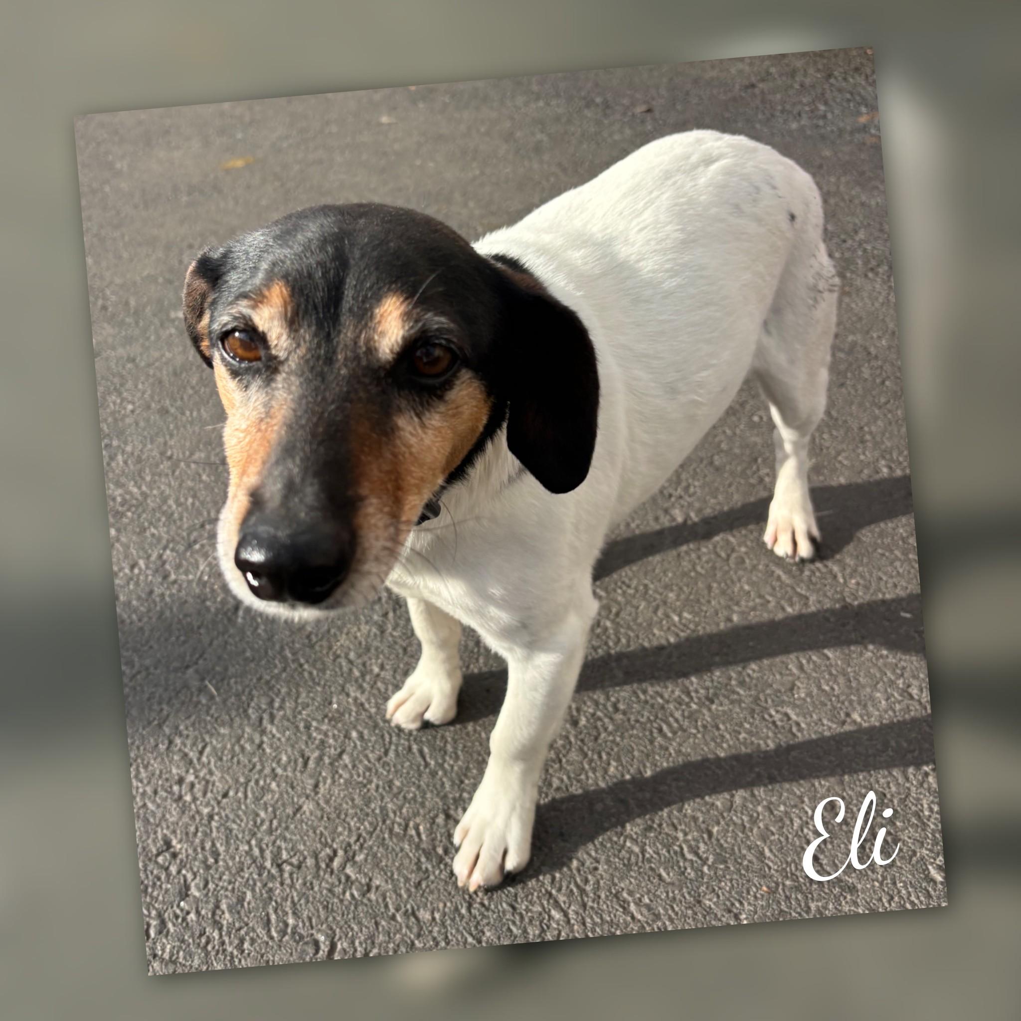 Enlarge Eli, a ADOPTABLE Jack Russell Terrier in Fredericksburg, VA image 2/6