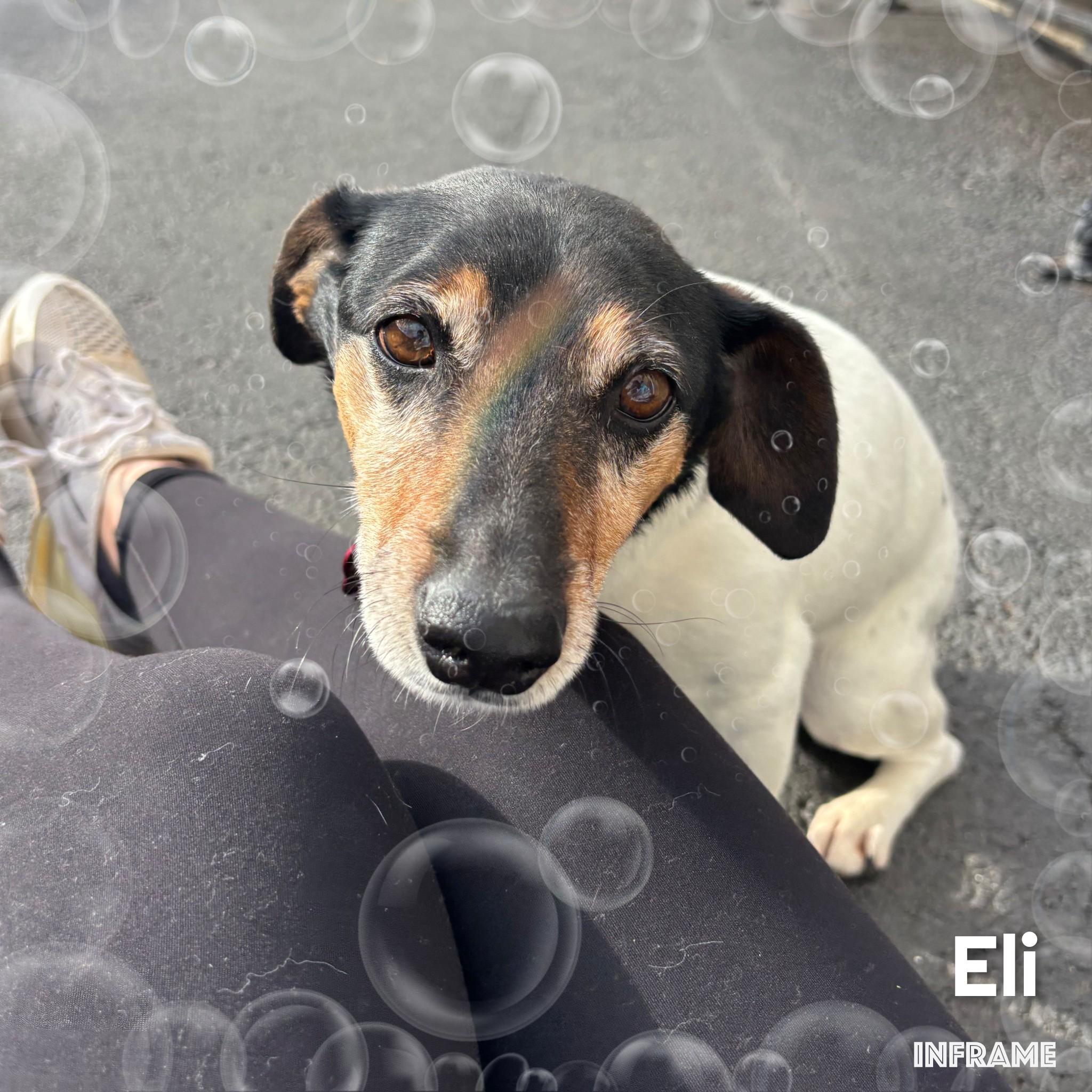 Enlarge Eli, a ADOPTABLE Jack Russell Terrier in Fredericksburg, VA image 5/6