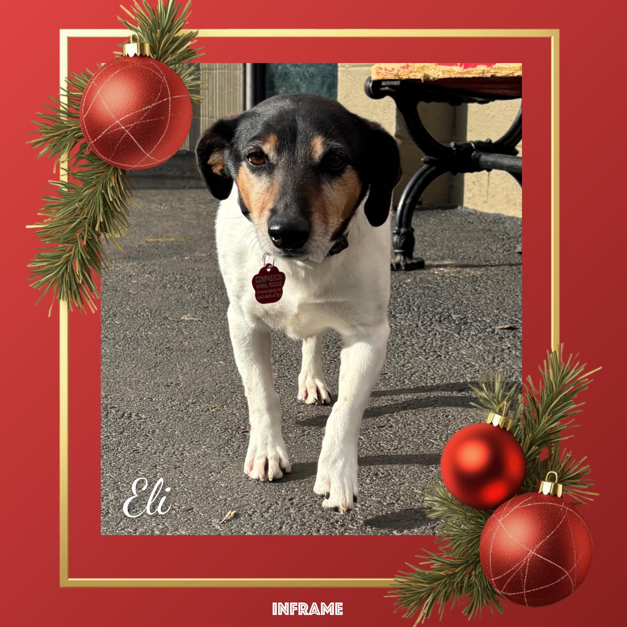 Enlarge Eli, a ADOPTABLE Jack Russell Terrier in Fredericksburg, VA image 6/6