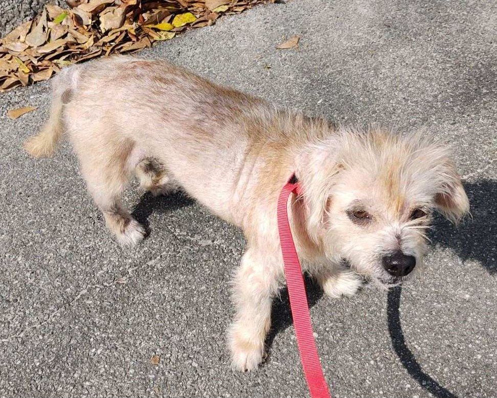 Enlarge Rocky, a Adopted Norfolk Terrier in phenix city, AL image 1/4