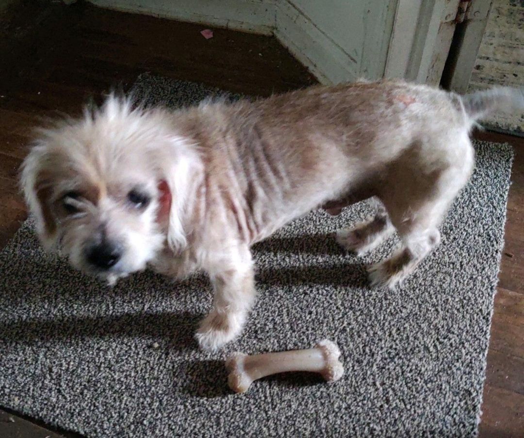 Enlarge Rocky, a Adopted Norfolk Terrier in phenix city, AL image 2/4