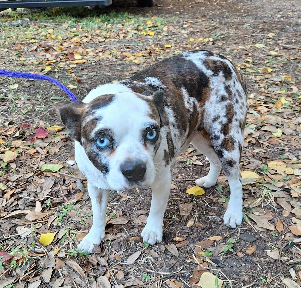 Kamalo WA14172-T , a Adoptable mixed breed in Bellevue, WA image 4/5
