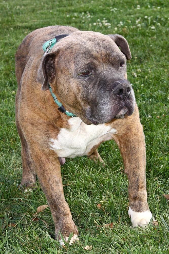 Enlarge Boss, a Adoptable Pit Bull Terrier in Evansville, IN image 1/5