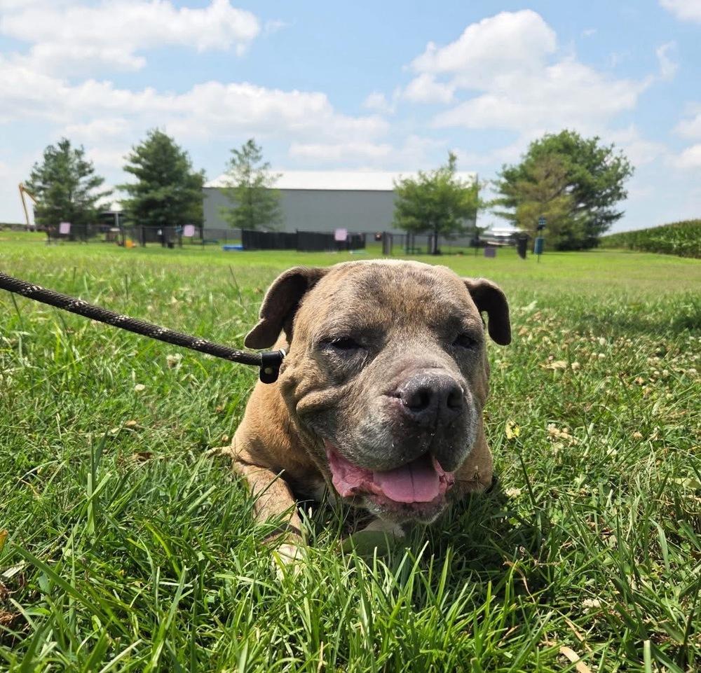 Enlarge Boss, a Adoptable Pit Bull Terrier in Evansville, IN image 2/5