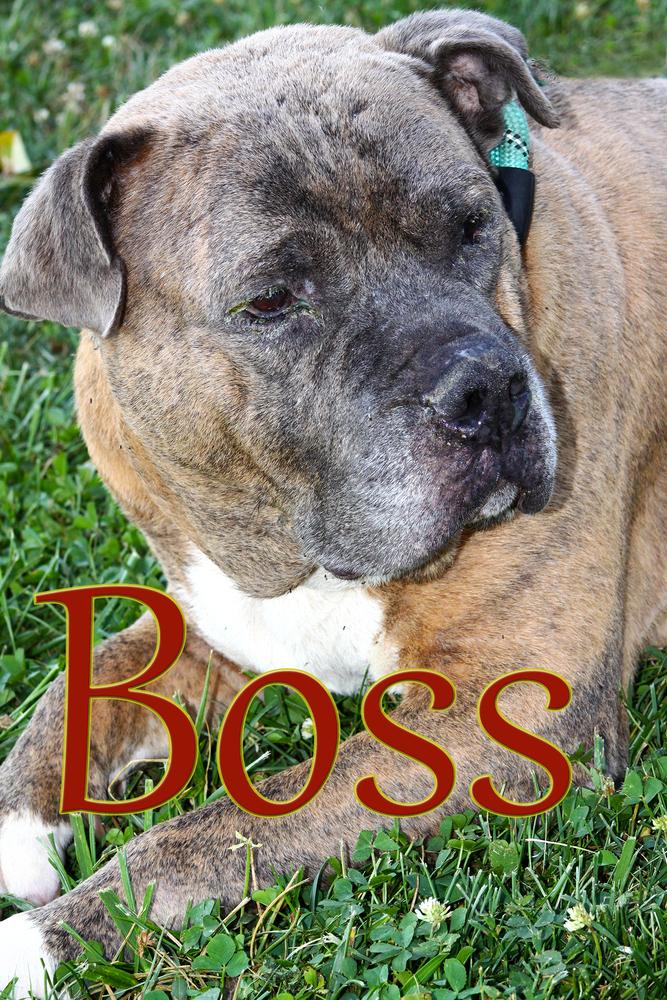 Enlarge Boss, a Adoptable Pit Bull Terrier in Evansville, IN image 3/5