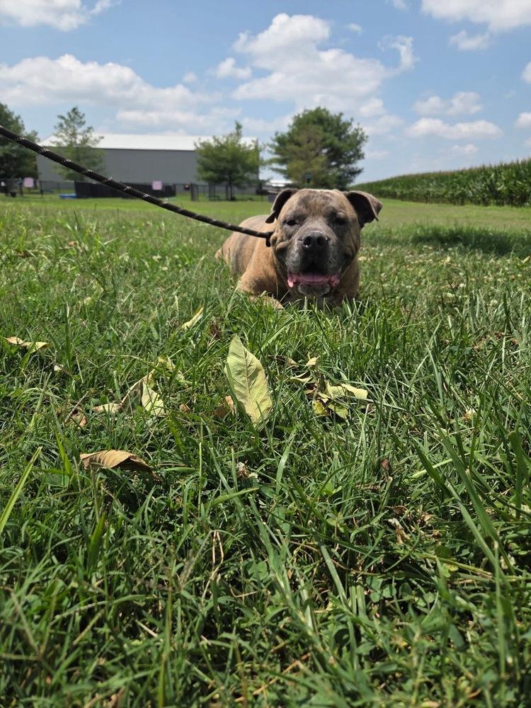 Enlarge Boss, a Adoptable Pit Bull Terrier in Evansville, IN image 4/5
