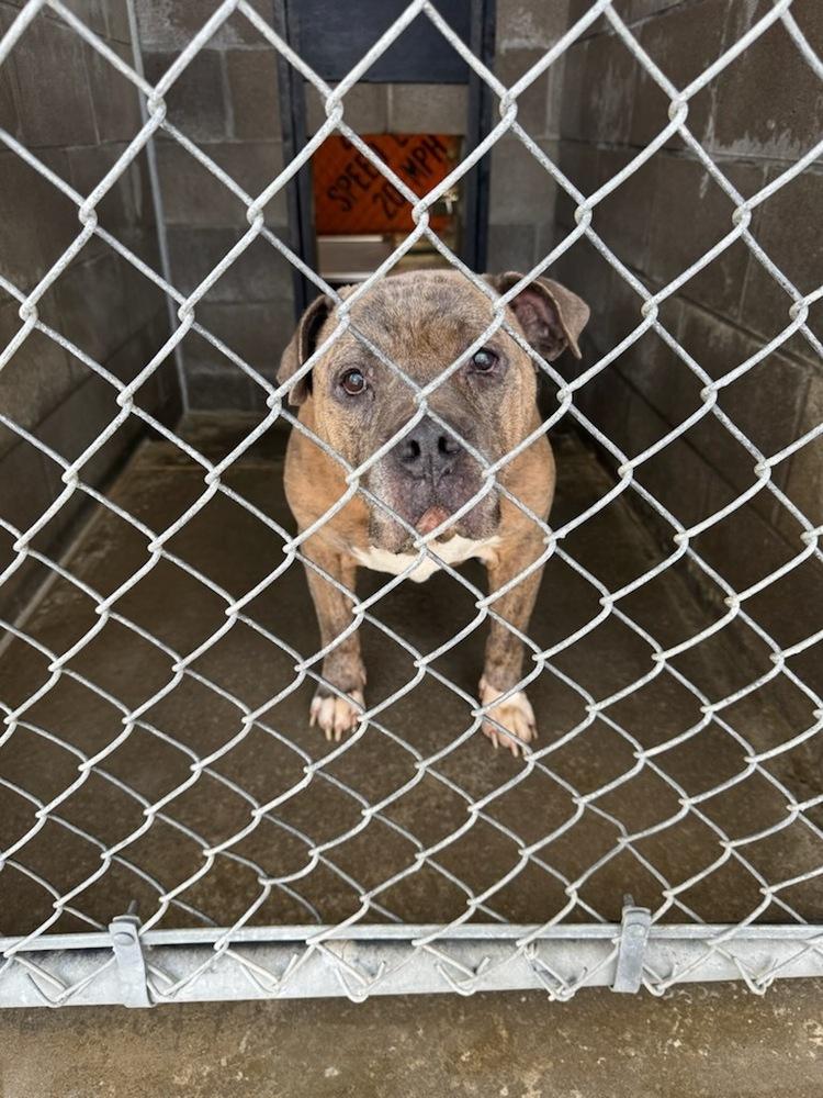 Enlarge Boss, a Adoptable Pit Bull Terrier in Evansville, IN image 5/5