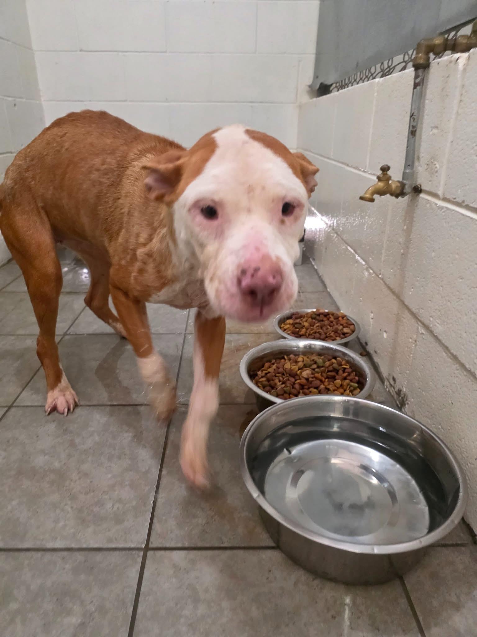 Meet Apple — Sweet, Slightly Goofy, and Totally Ready to Core Her Way Into Your Heart!, an adoptable Mixed Breed in Bismarck , ND, 58504 | Photo Image 2