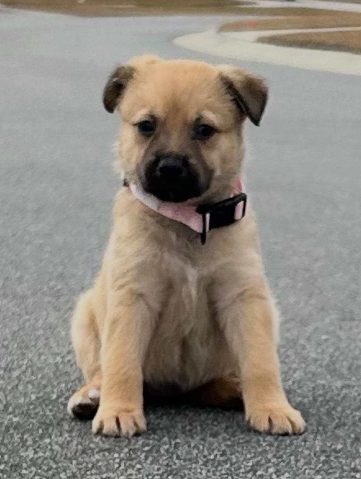 Enlarge Eleven , a ADOPTABLE Mixed Breed in MYRTLE BEACH, SC image 1/1