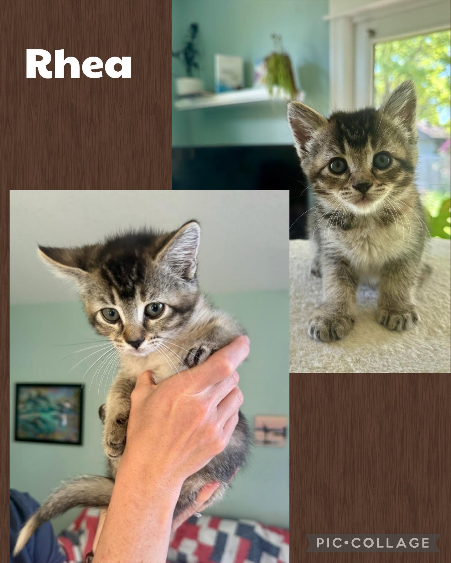 Rhea, adopted, Kitten Female Domestic Short Hair.