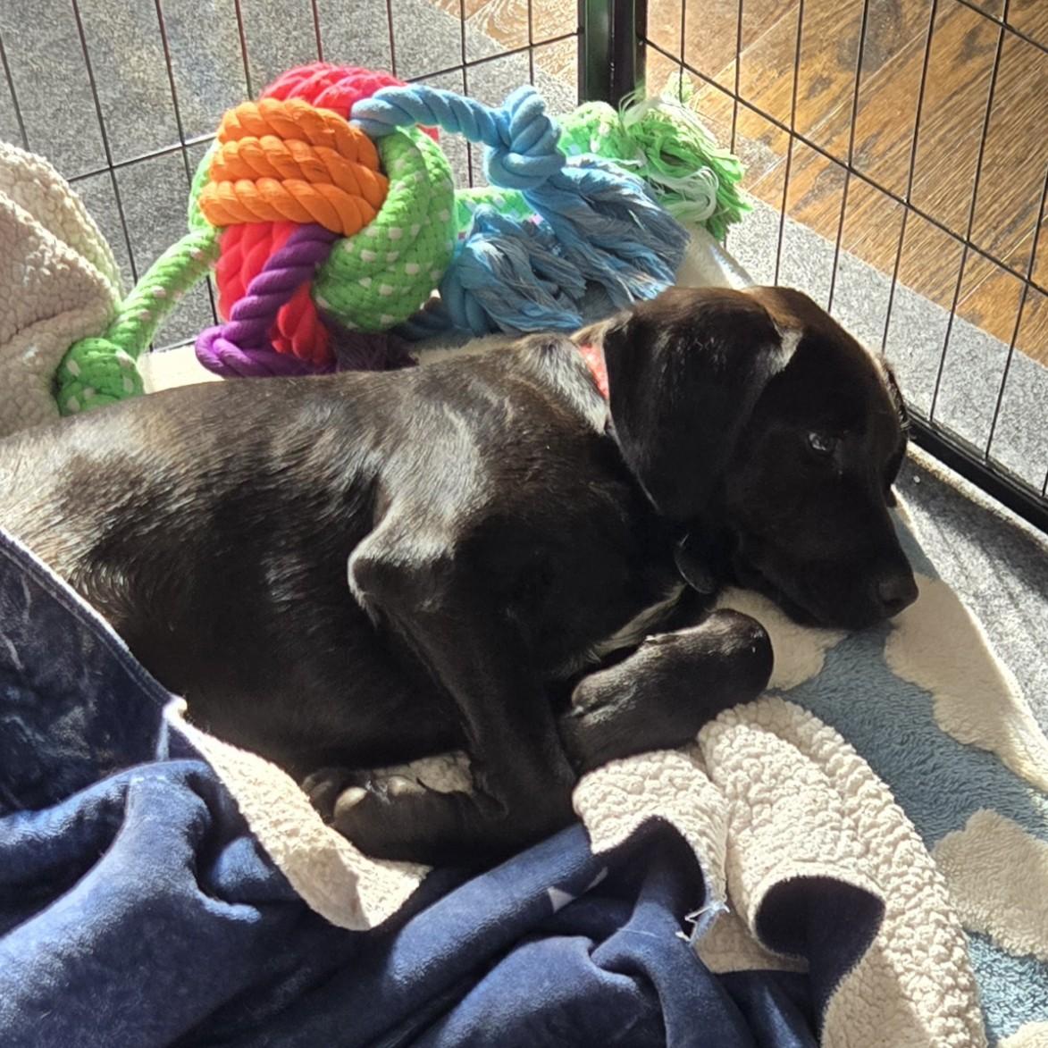 Enlarge Dancer, an adopted mixed breed in Warrington, PA image 3/5