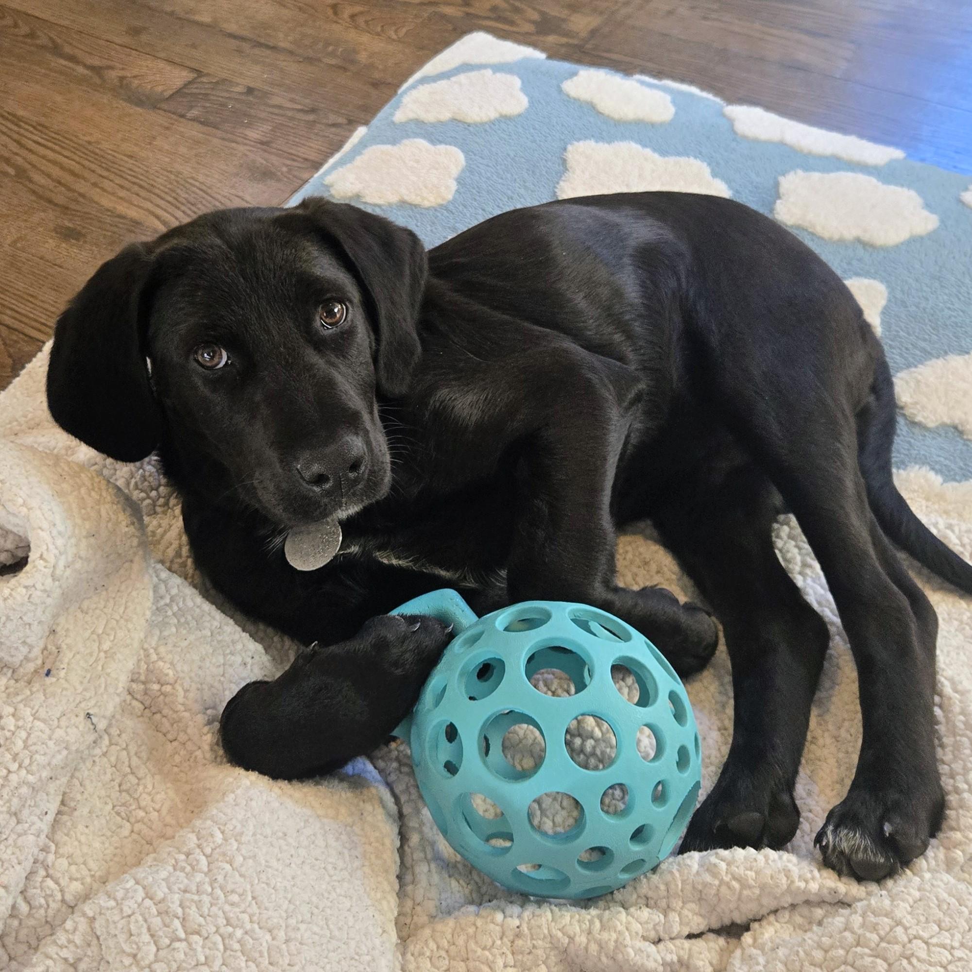 Enlarge Dancer, an adopted mixed breed in Warrington, PA image 4/5