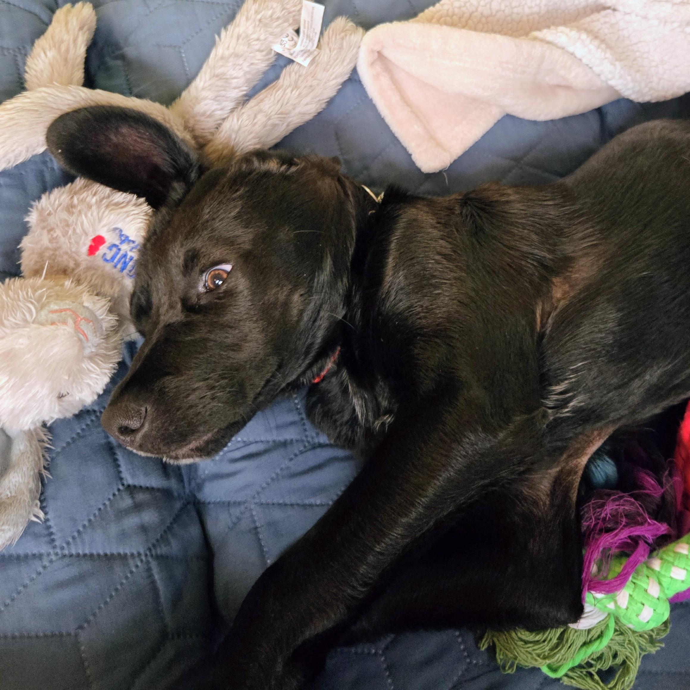 Enlarge Dancer, an adopted mixed breed in Warrington, PA image 2/5