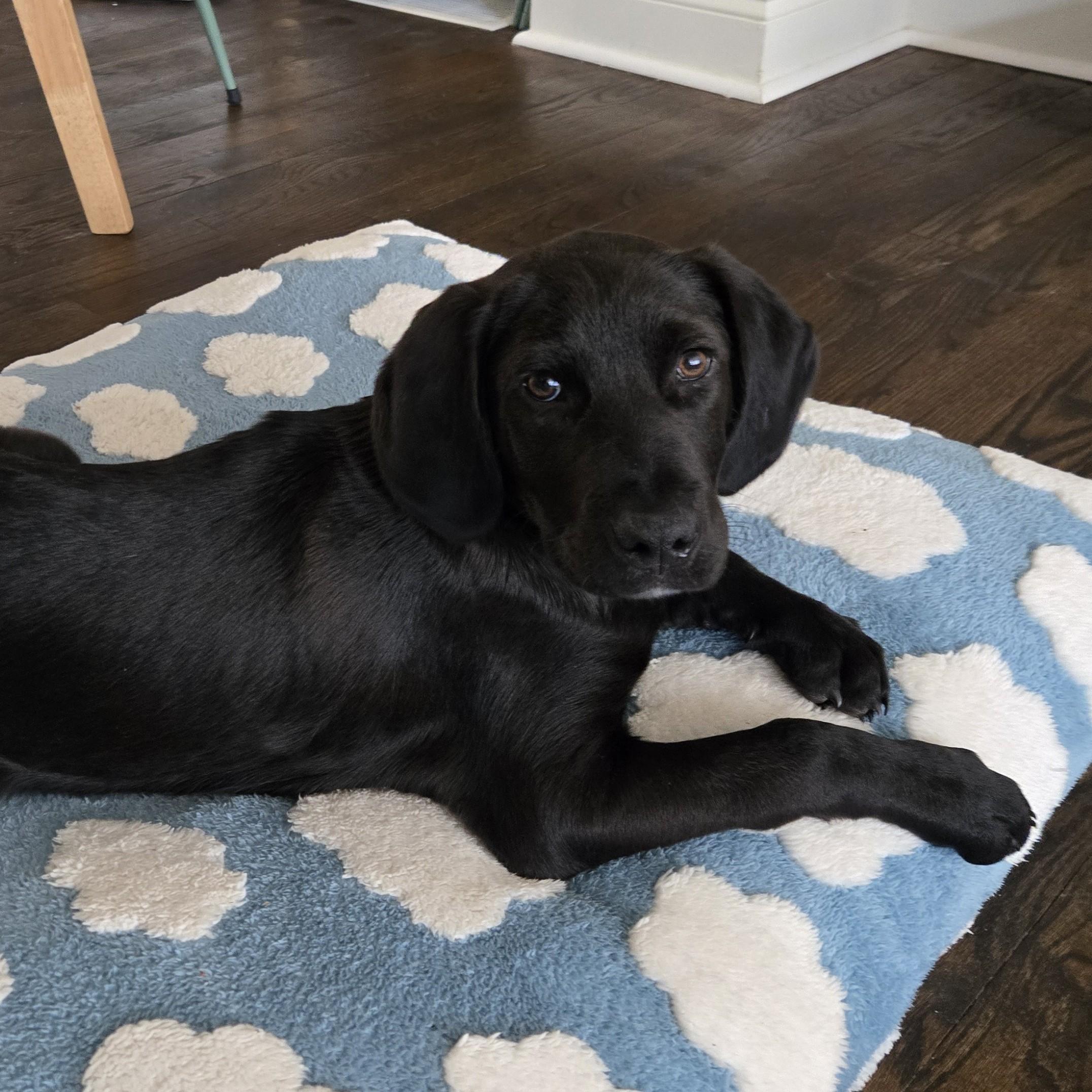 Dancer, adopted, Puppy Male Black Labrador Retriever.