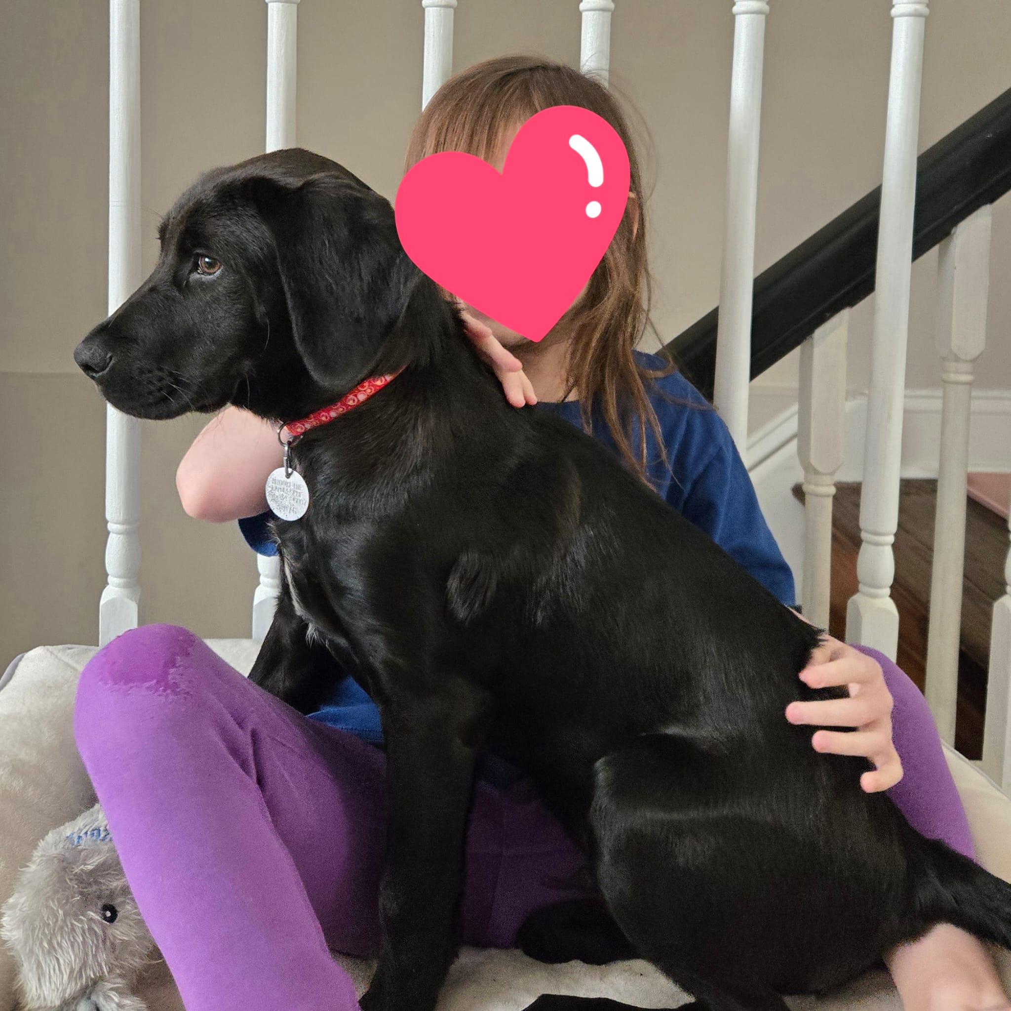 Enlarge Dancer, an adopted mixed breed in Warrington, PA image 5/5