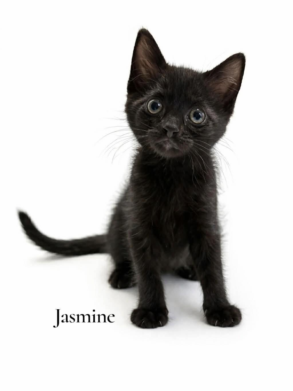 Jasmine, ADOPTABLE, Kitten Female Domestic Short Hair.
