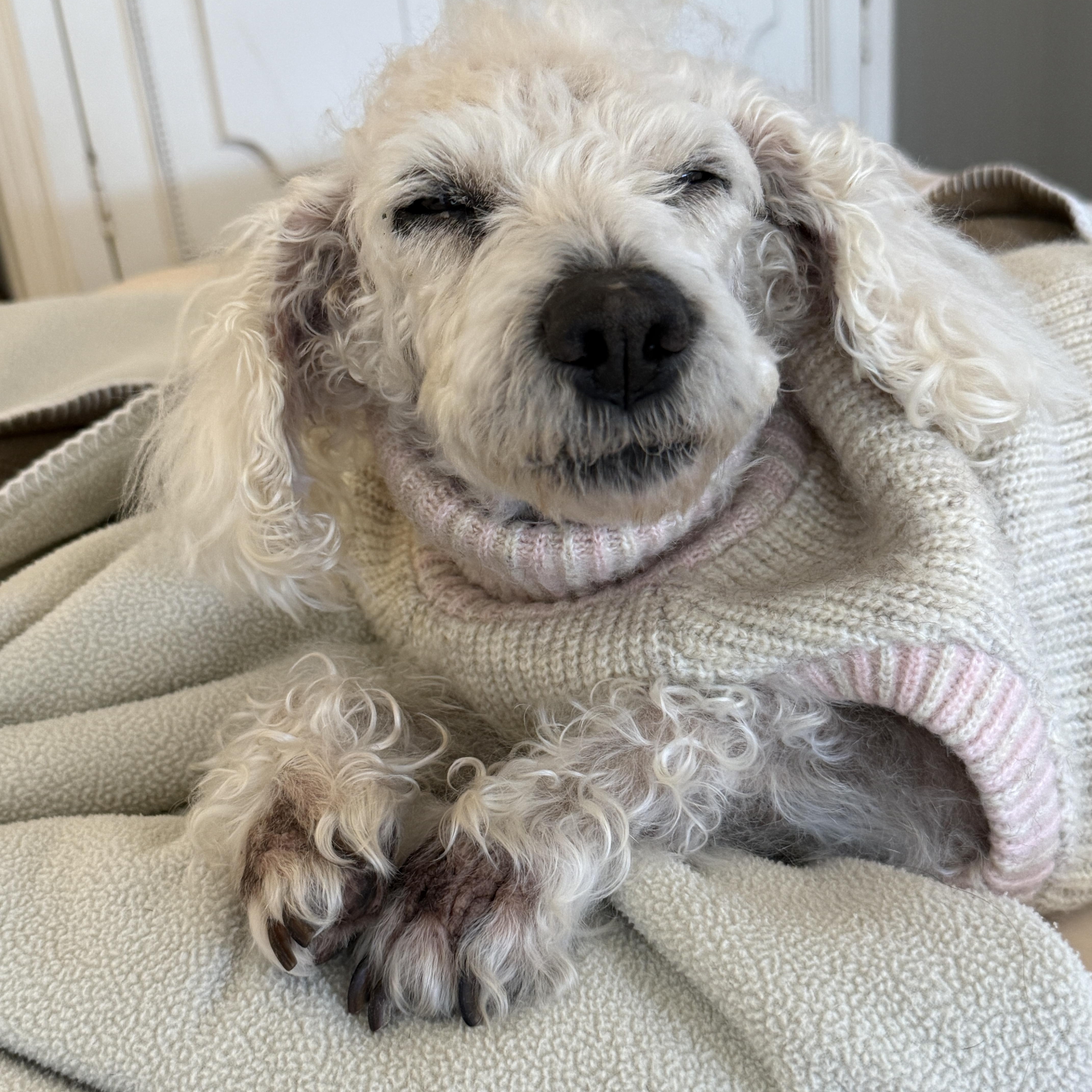 Enlarge Bailey, a Adoptable Poodle in Brooklyn, NY image 5/5