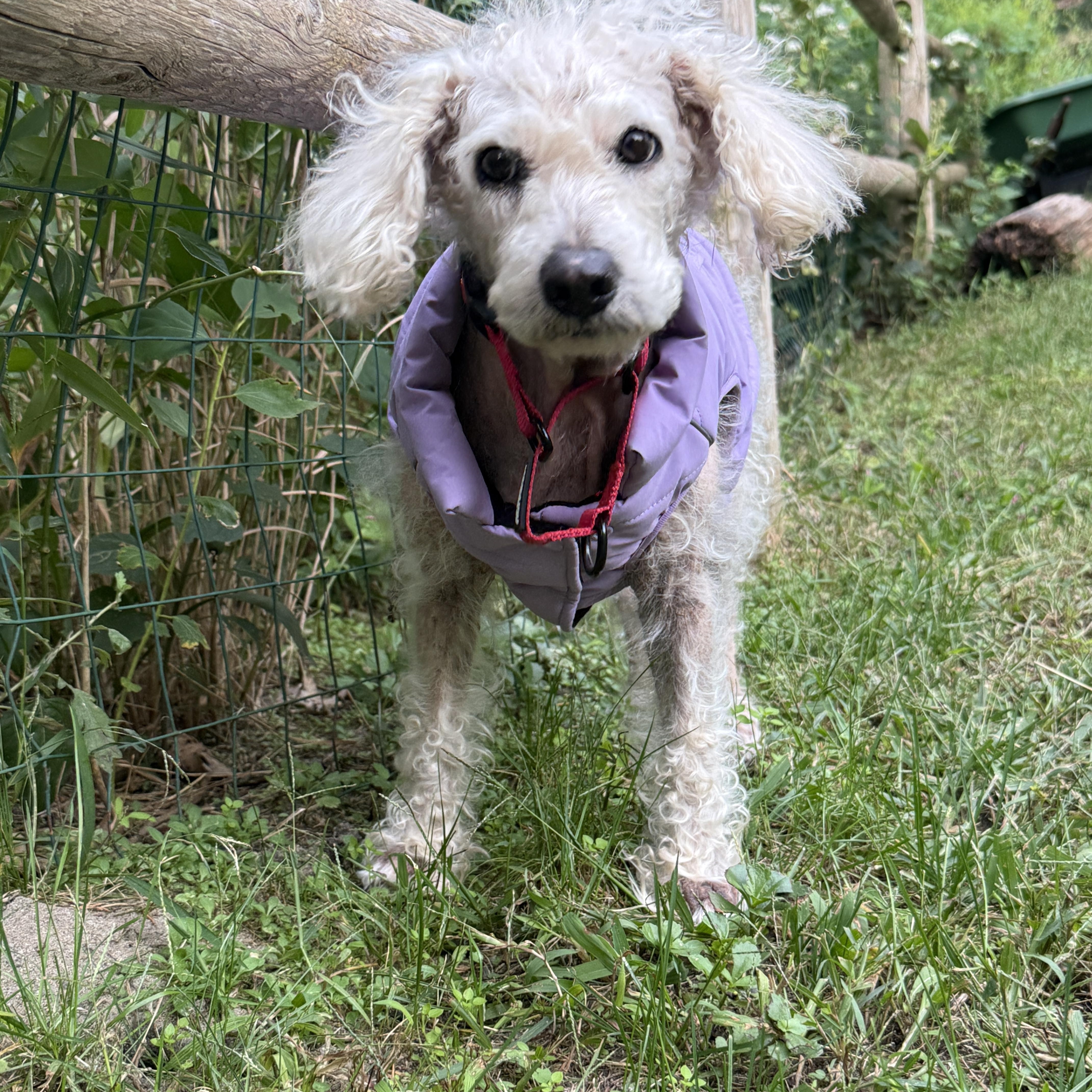Enlarge Bailey, a Adoptable Poodle in Brooklyn, NY image 3/5