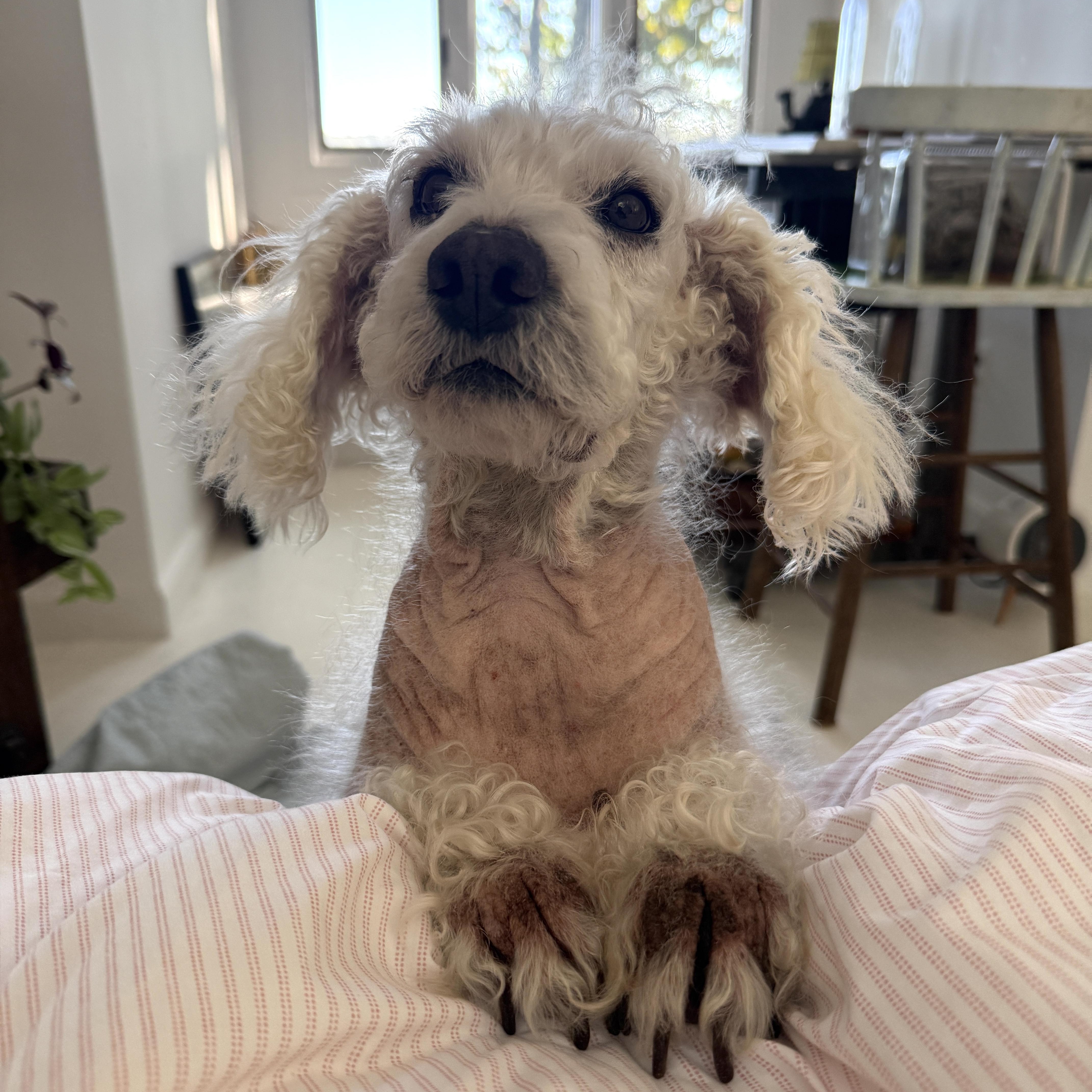 Enlarge Bailey, a Adoptable Poodle in Brooklyn, NY image 2/5