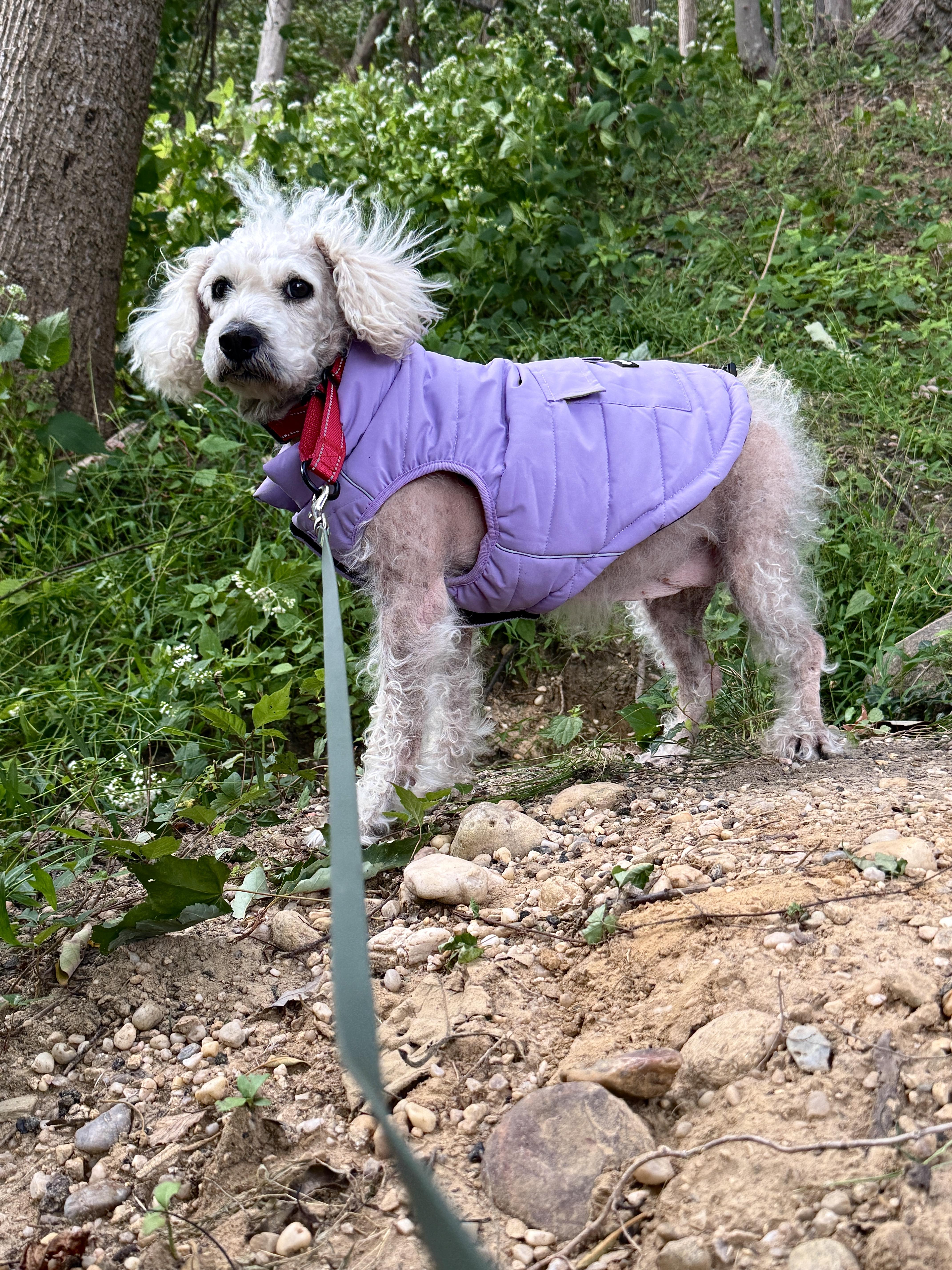 Enlarge Bailey, a Adoptable Poodle in Brooklyn, NY image 1/5