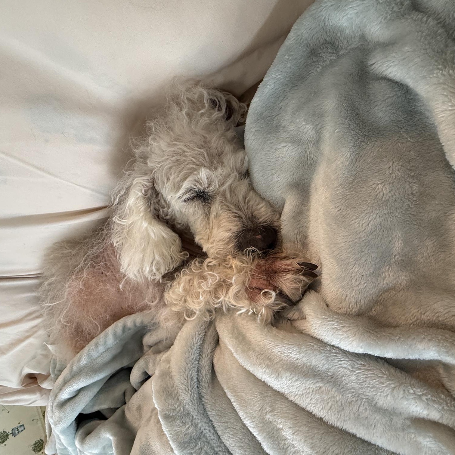 Enlarge Bailey, a Adoptable Poodle in Brooklyn, NY image 4/5