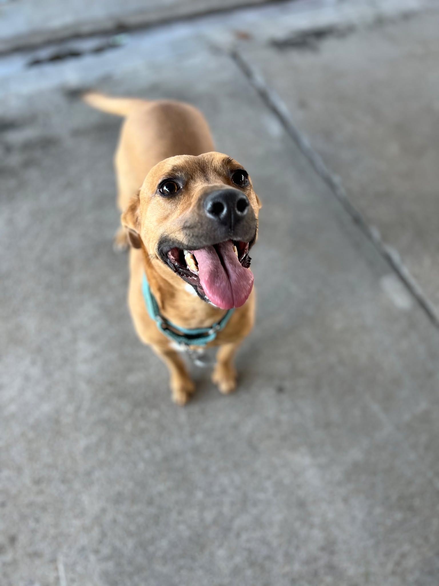 Enlarge Poppy, a ADOPTABLE mixed breed in Ayden, NC image 3/6