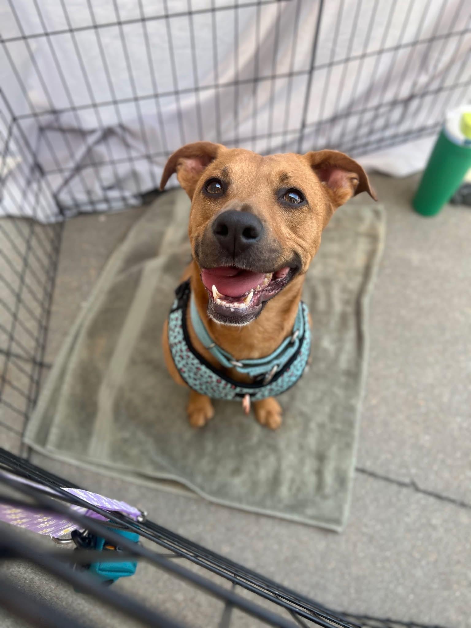 Enlarge Poppy, a ADOPTABLE mixed breed in Ayden, NC image 2/6