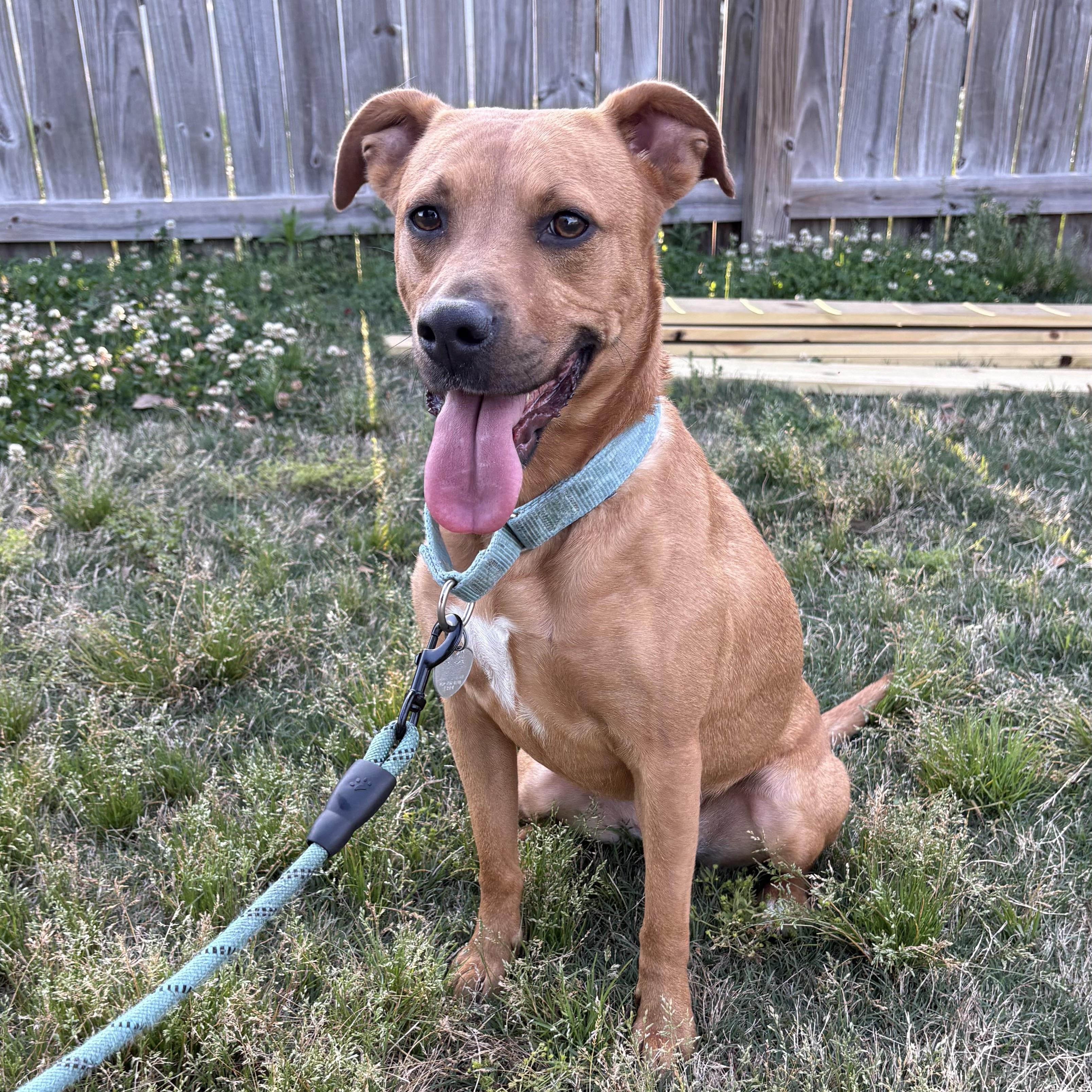 Poppy, ADOPTABLE, Adult Female Pit Bull Terrier & Black Mouth Cur.