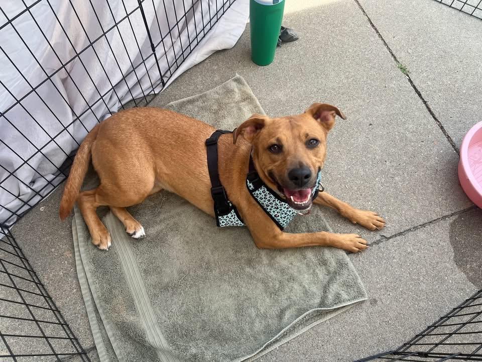 Enlarge Poppy, a ADOPTABLE mixed breed in Ayden, NC image 4/6