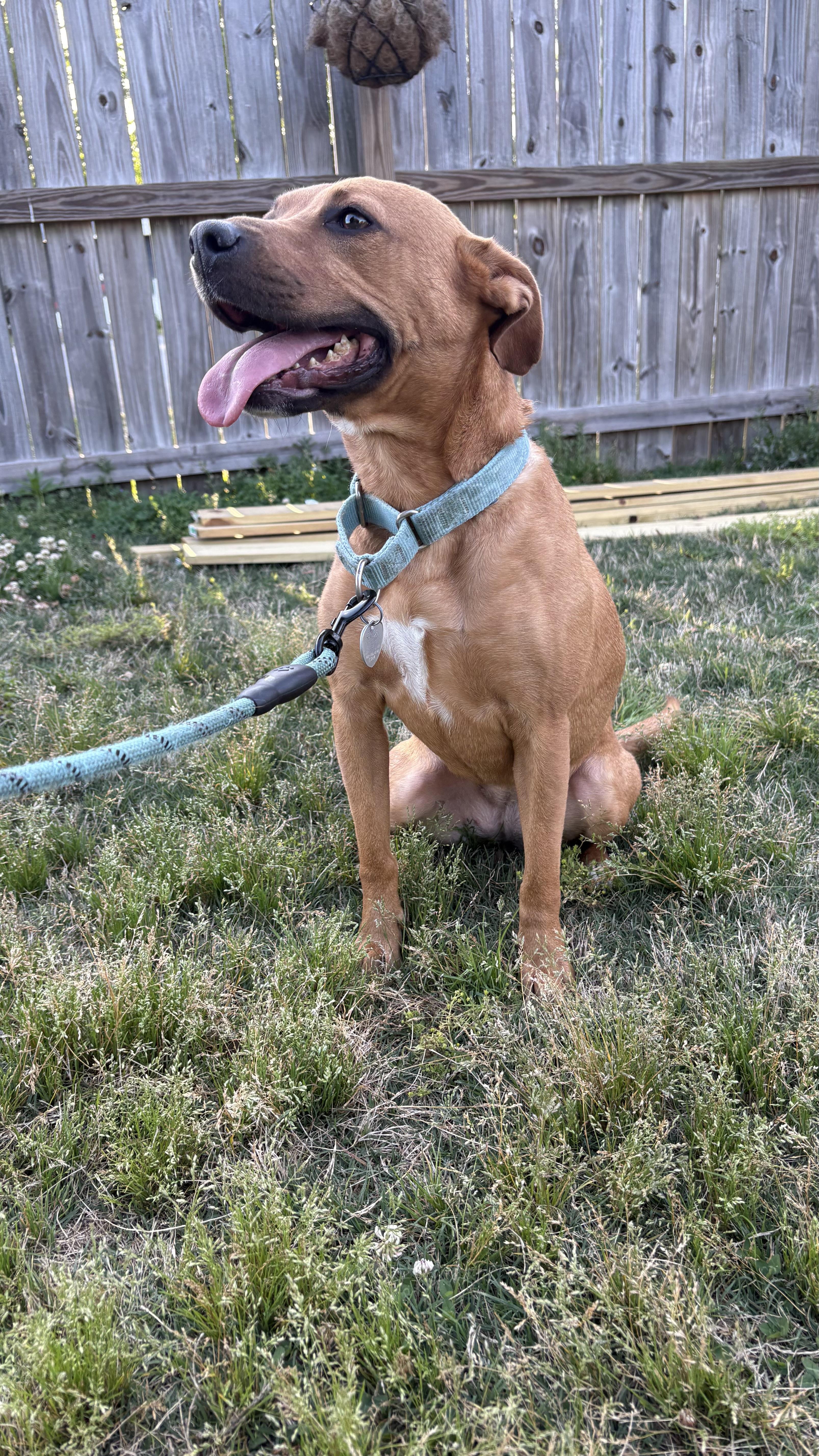 Enlarge Poppy, a ADOPTABLE mixed breed in Ayden, NC image 6/6