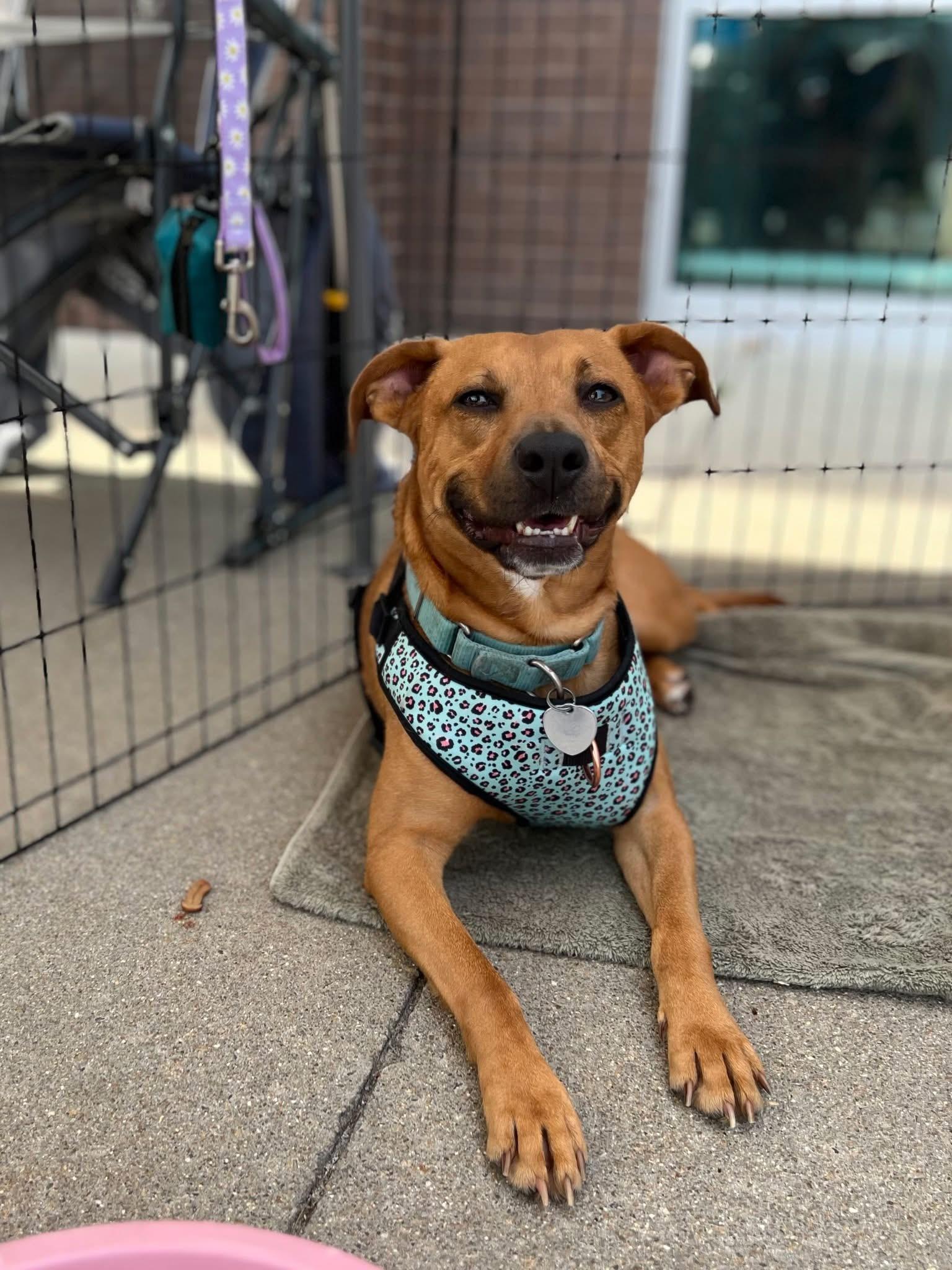 Enlarge Poppy, a ADOPTABLE mixed breed in Ayden, NC image 5/6