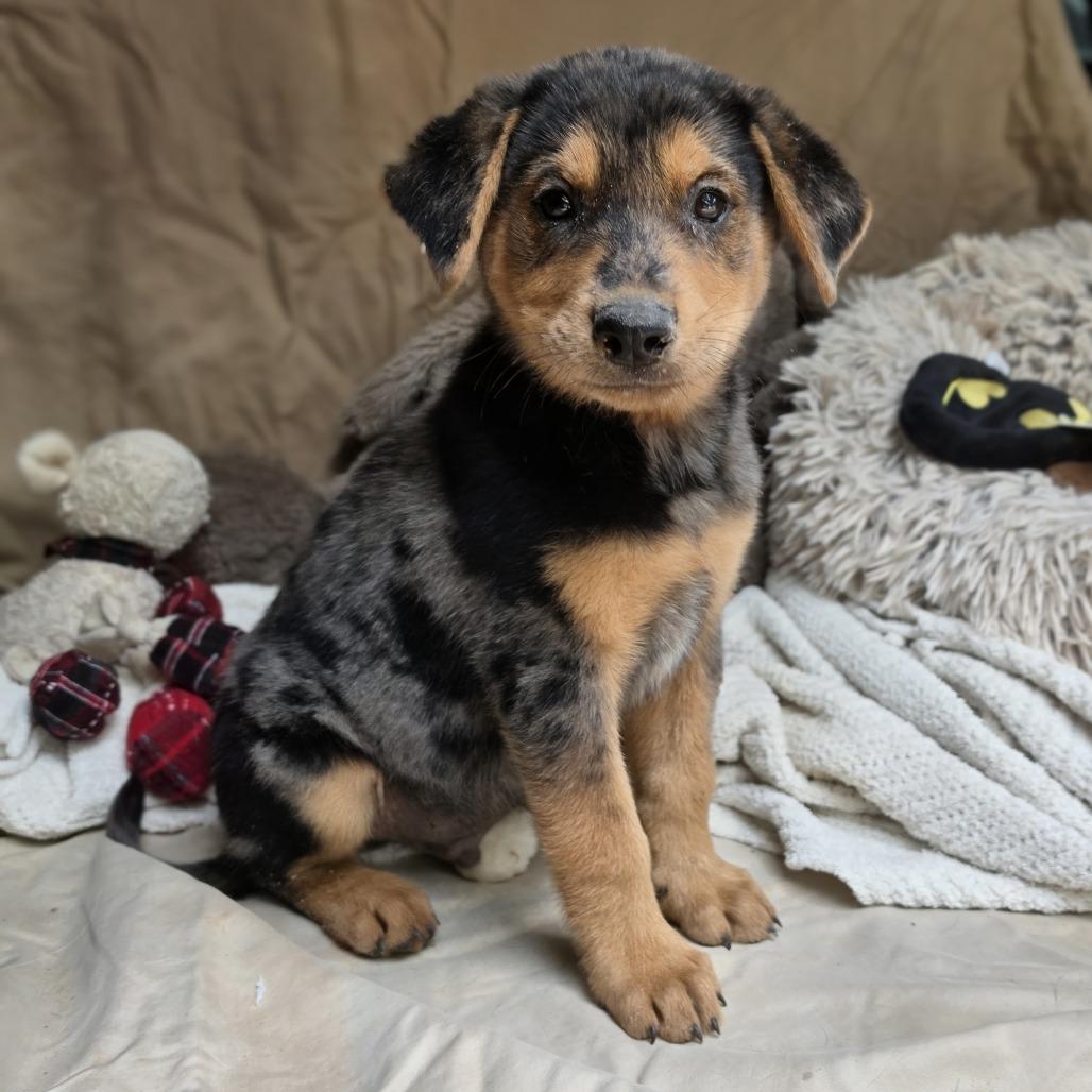 Chase2, a Adoptable mixed breed in White Sulphur Springs, WV image 5/5